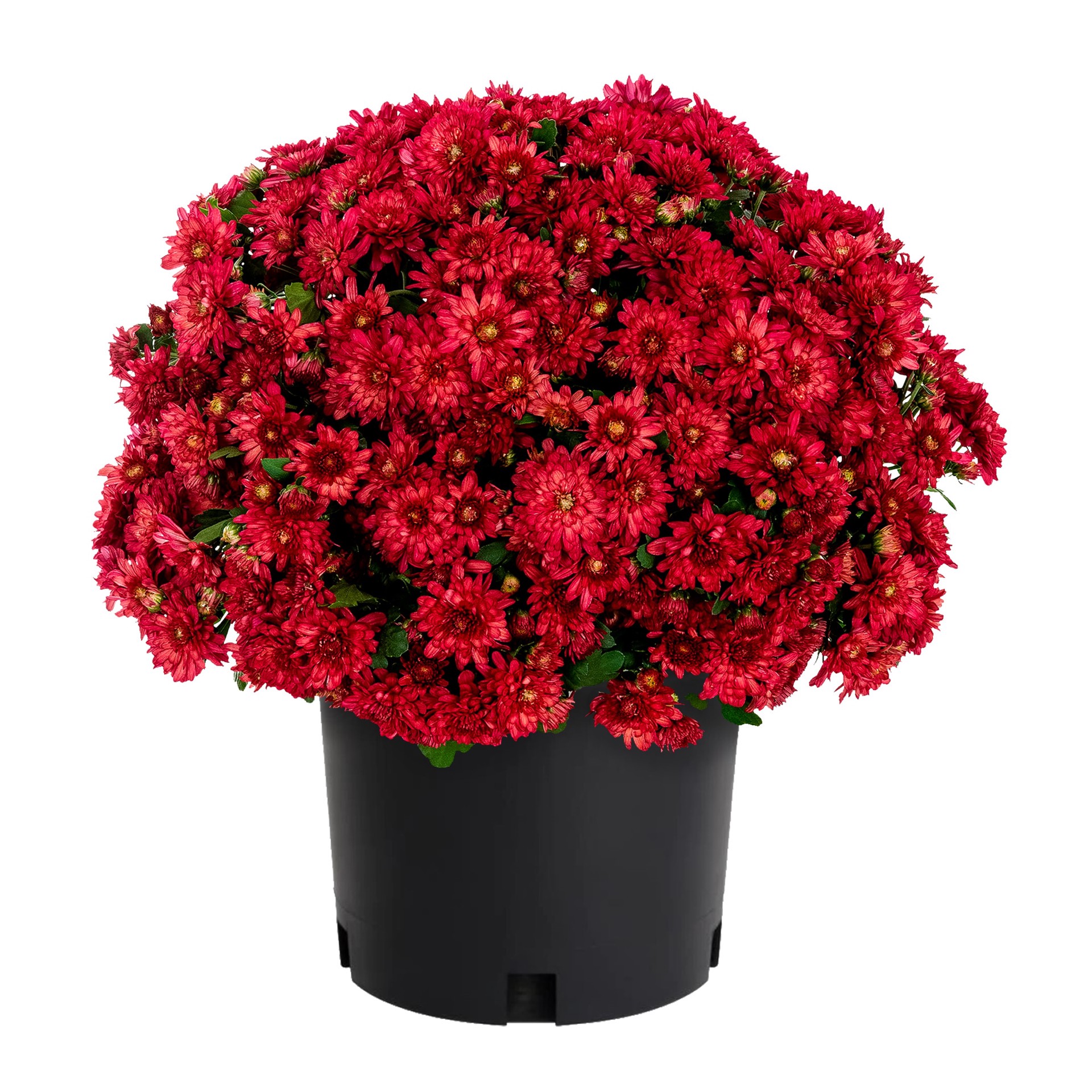 slide 1 of 4, Lowe's Red Mum in 2.5-Quart Pot, 1 ct