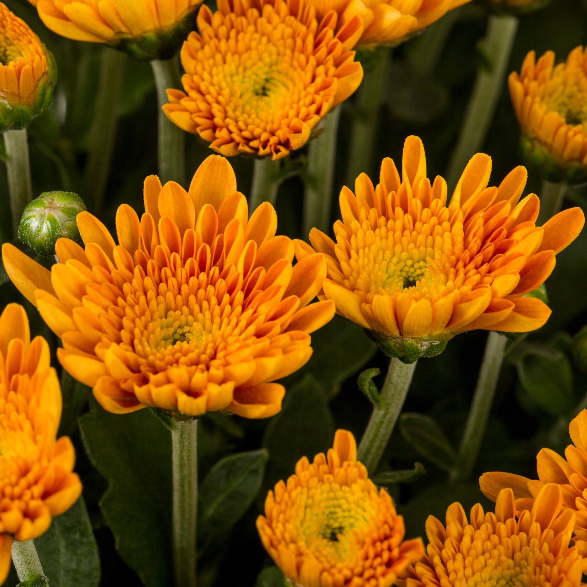 slide 2 of 4, Lowe's Orange Mum in 2.5 Quart(s) Pot 1 -Pack, 1 ct