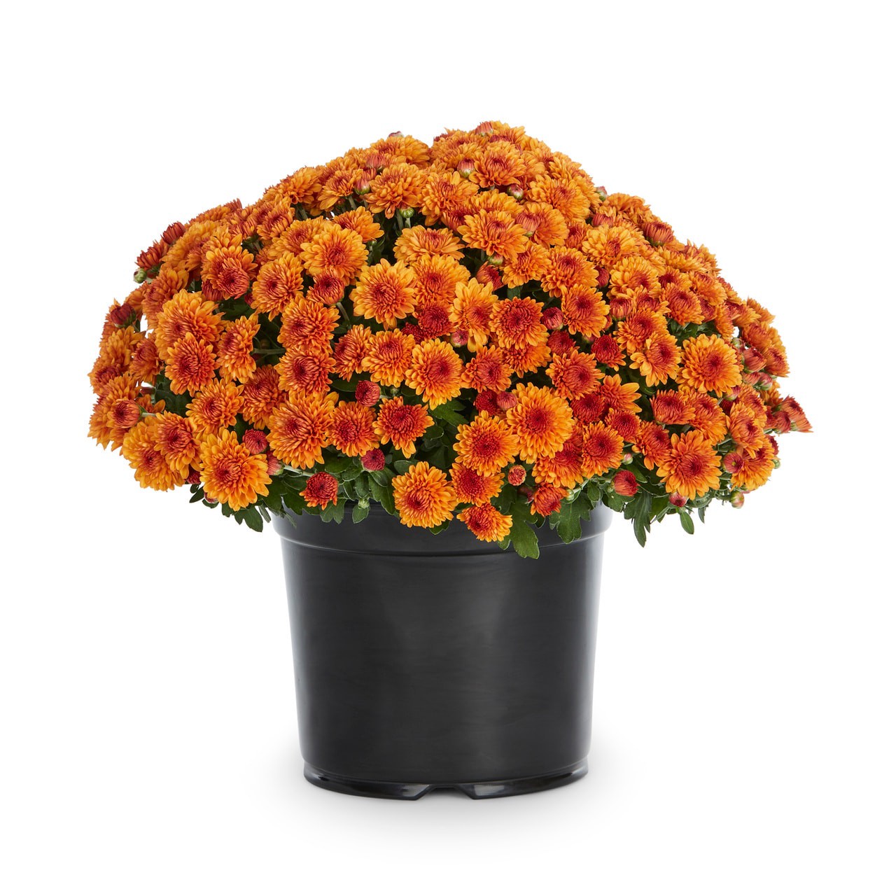 slide 1 of 4, Lowe's Orange Mum in 2.5 Quart(s) Pot 1 -Pack, 1 ct