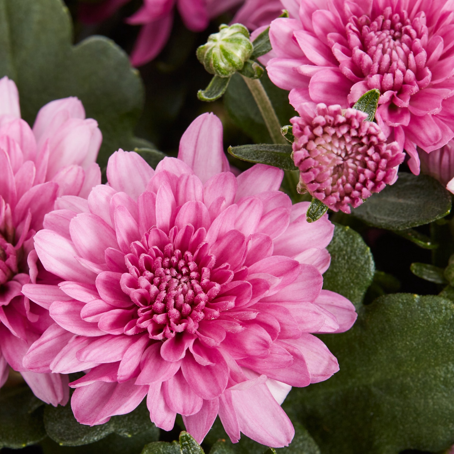 slide 2 of 4, Lowe's Pink Mum in 2.5-Quart Pot, 1 ct