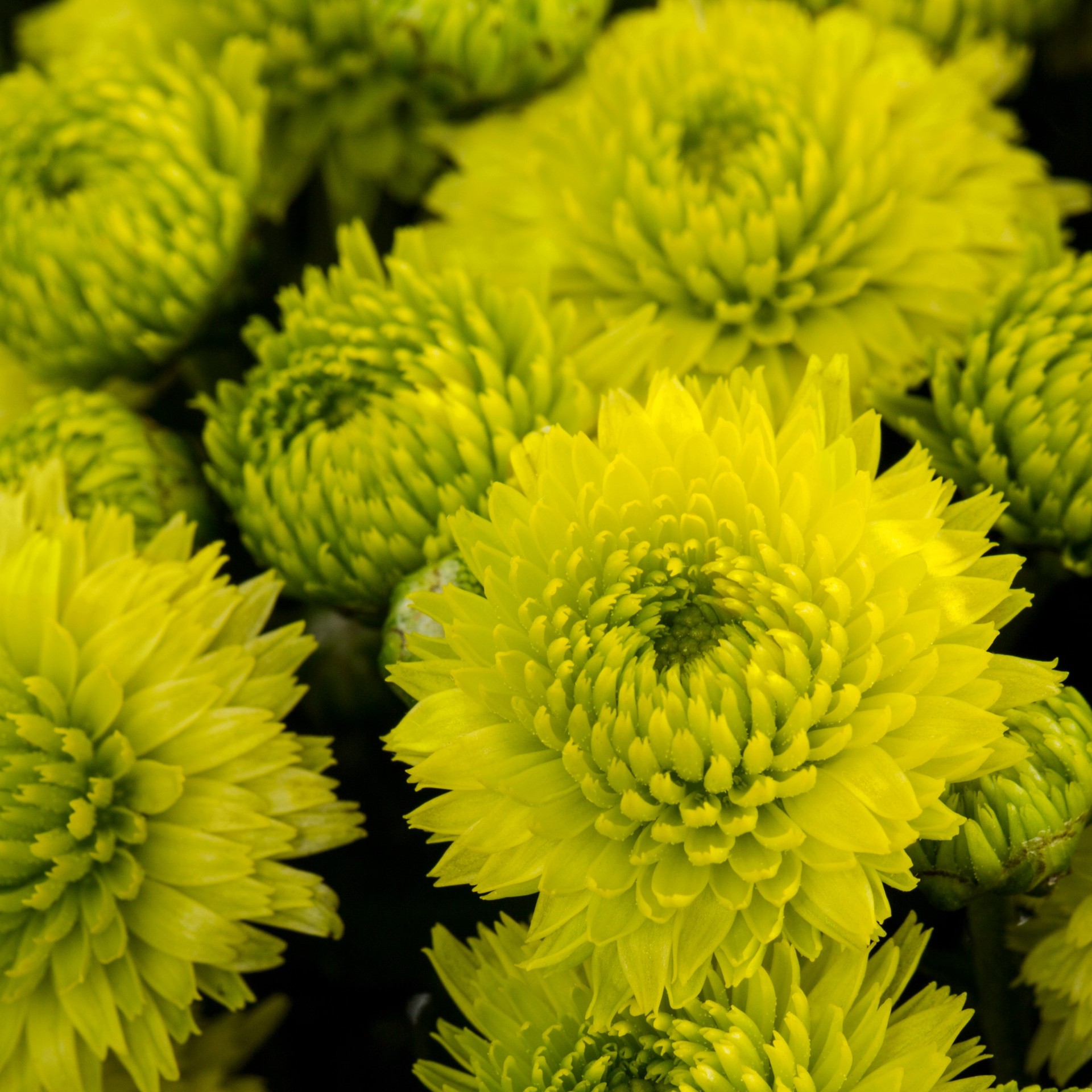 slide 2 of 4, Lowe's Yellow Mum in 2.5 Quart(s) Pot 1 -Pack, 1 ct