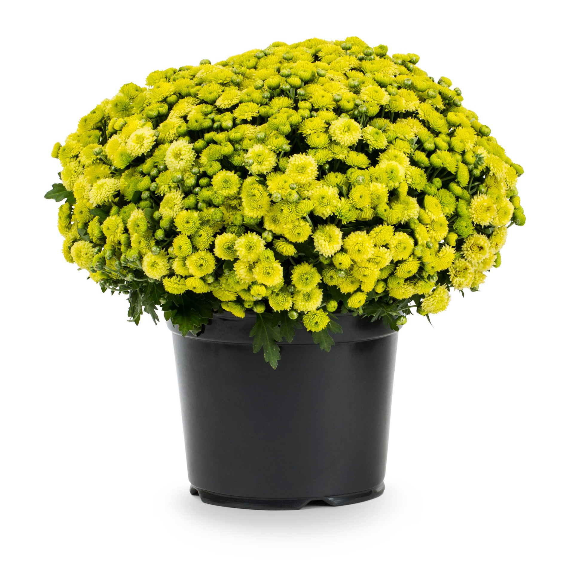 slide 1 of 4, Lowe's Yellow Mum in 2.5 Quart(s) Pot 1 -Pack, 1 ct