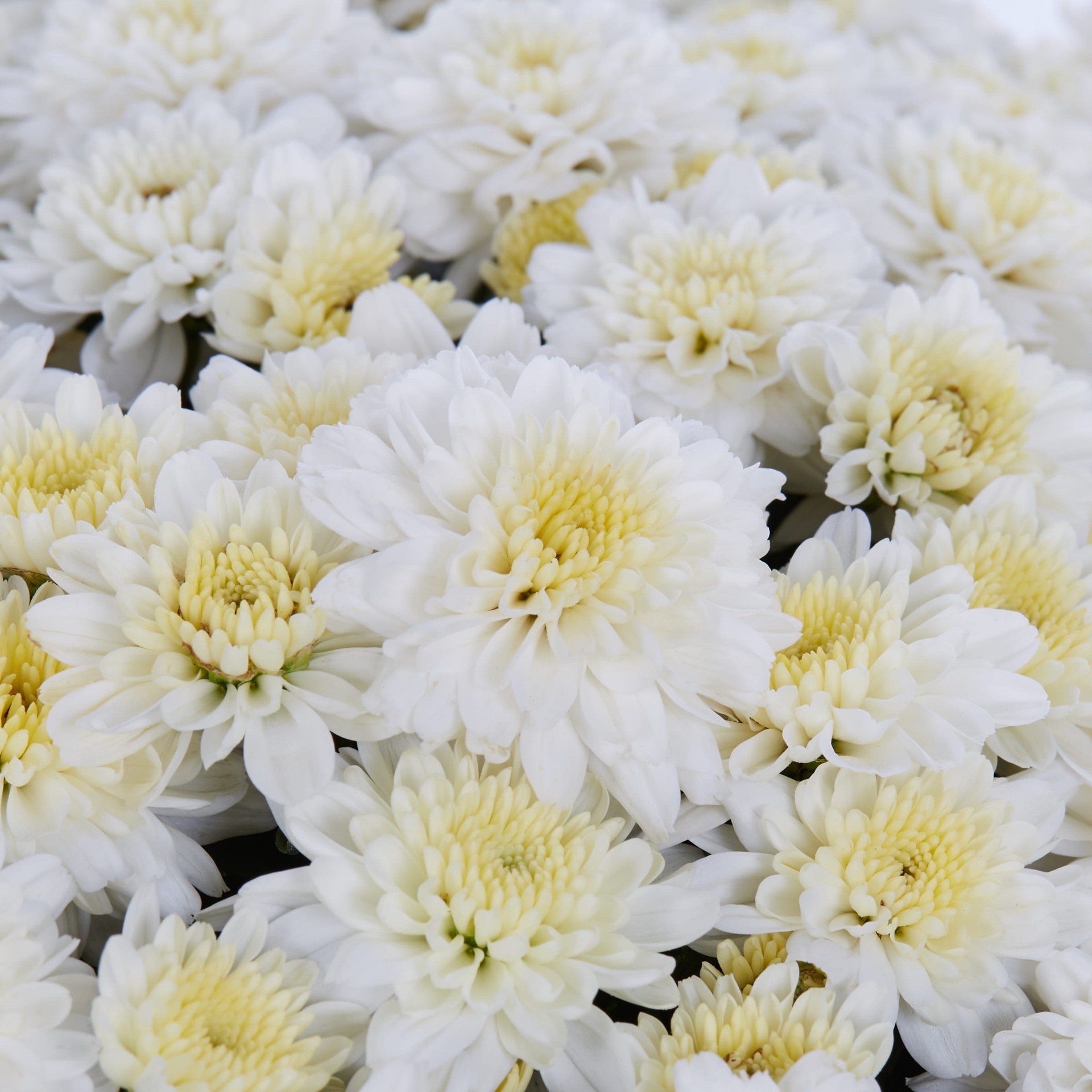 slide 2 of 4, Lowe's White Mum in 2.5 Quart(s) Pot 1 -Pack, 1 ct