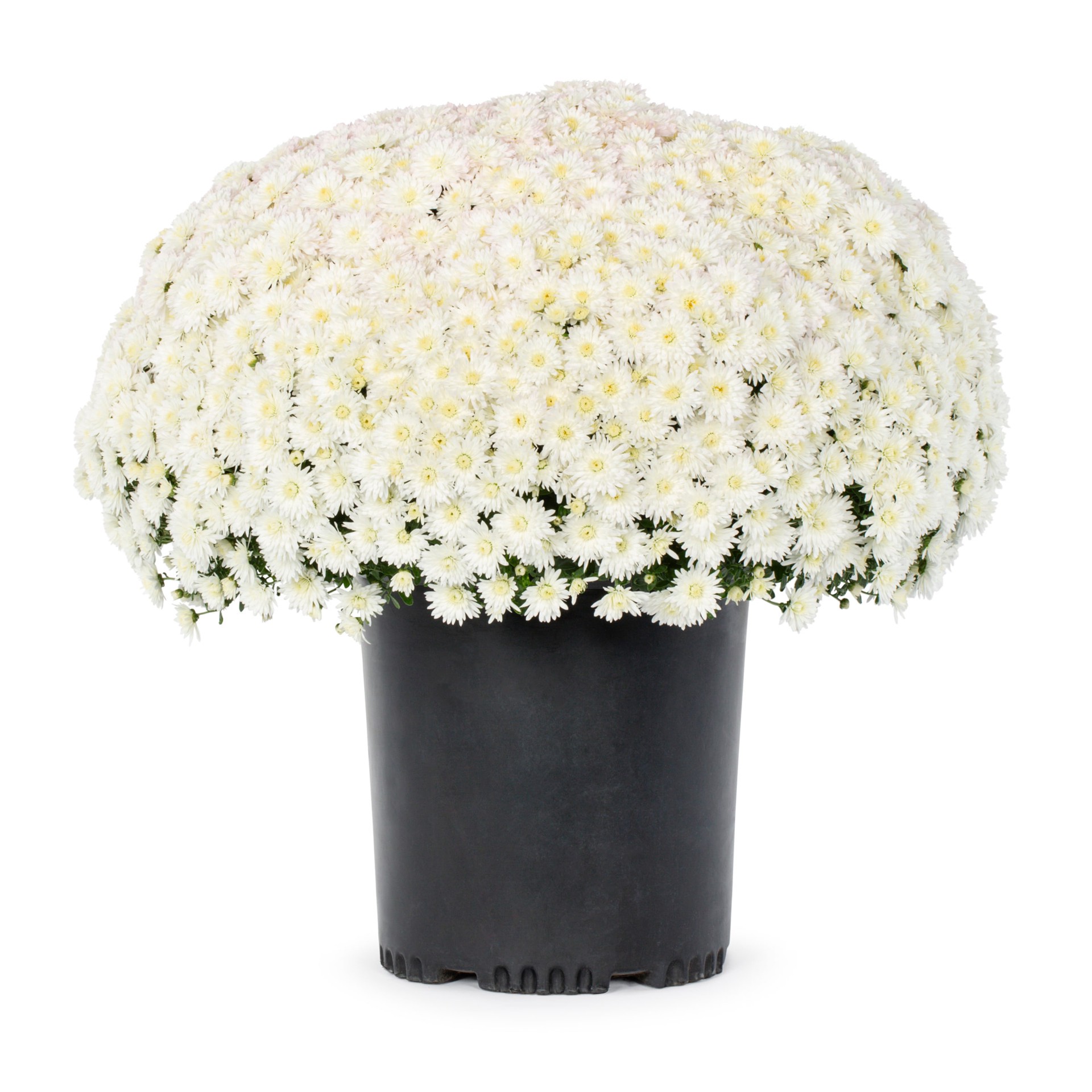 slide 1 of 4, Lowe's White Mum in 2.5 Quart(s) Pot 1 -Pack, 1 ct