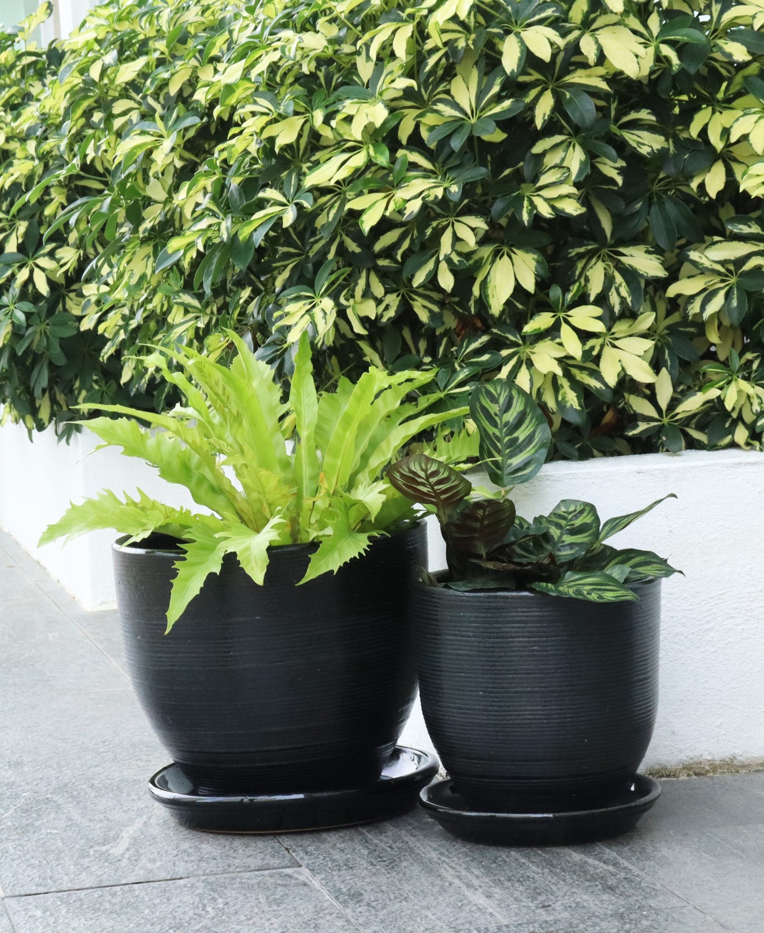 slide 4 of 5, allen + roth Round 7.5-in W x 7.5-in L Black Glazed ceramic Indoor/Outdoor Planter, 1 ct