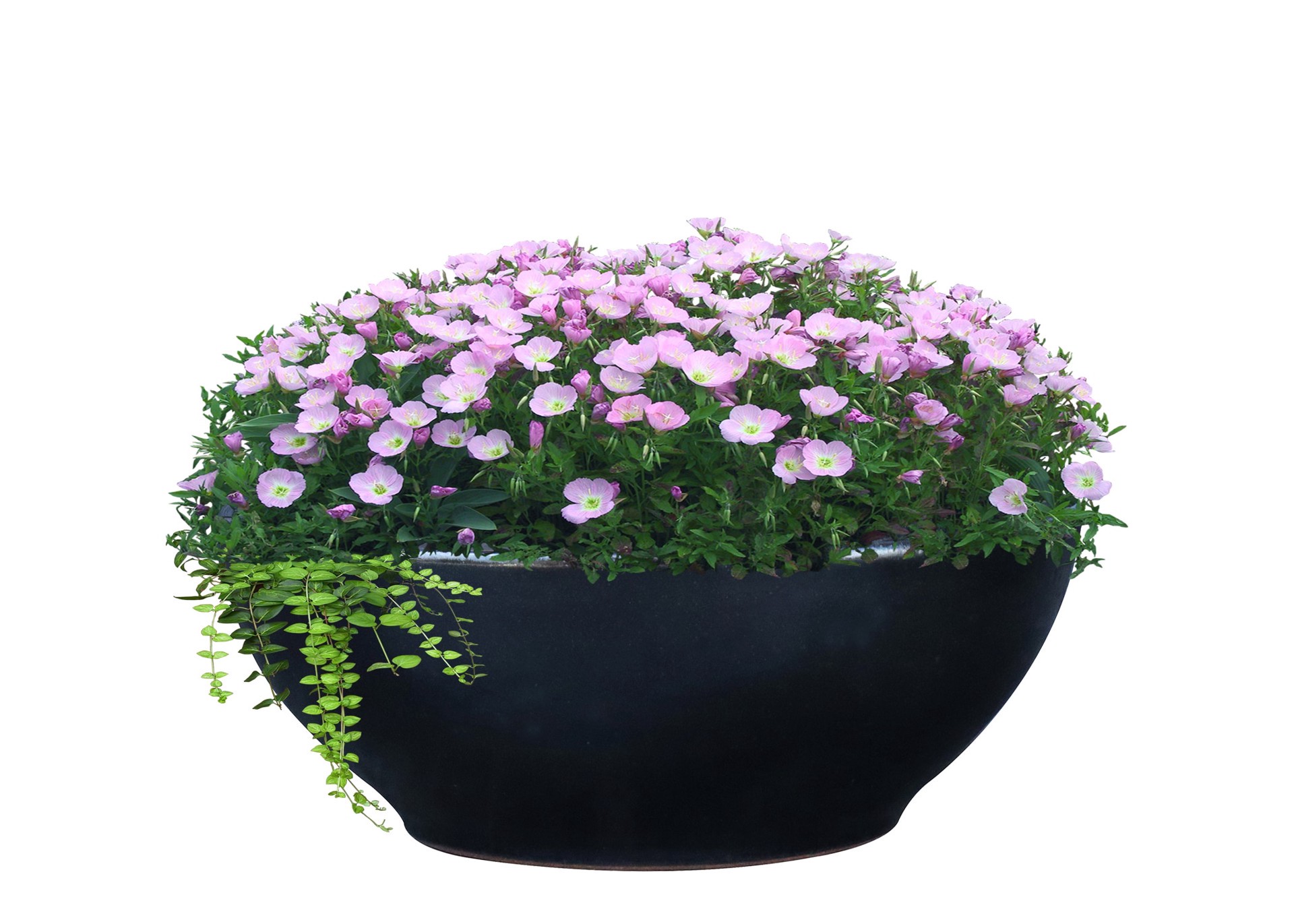 slide 2 of 3, allen + roth Round 13.0-in W x 13.0-in L Black Glazed ceramic Indoor/Outdoor Low bowl planter, 1 ct