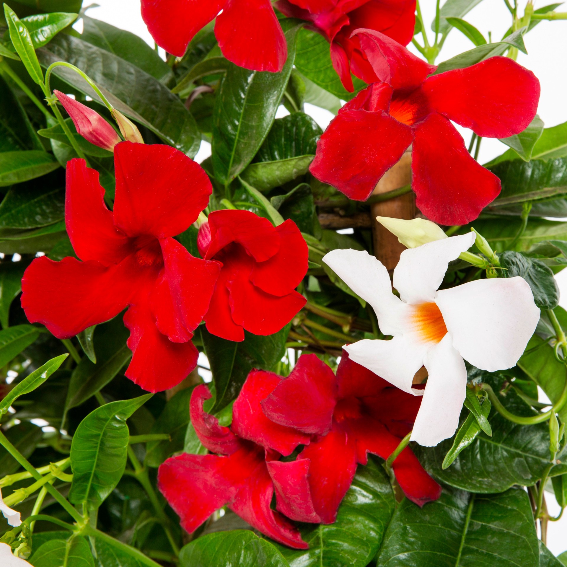 slide 2 of 4, Lowe's Multicolor Duo Color Mandevilla Plant in 1.72 -Gallon Pot 1 -Pack, 1 ct