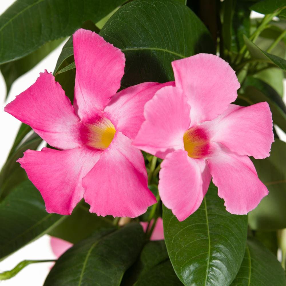 slide 2 of 4, Tropic Escape Mandevilla Flowering Shrub in 1.2 -Gallon Planter 1.0 -Pack with Pink Blooms, 1 ct
