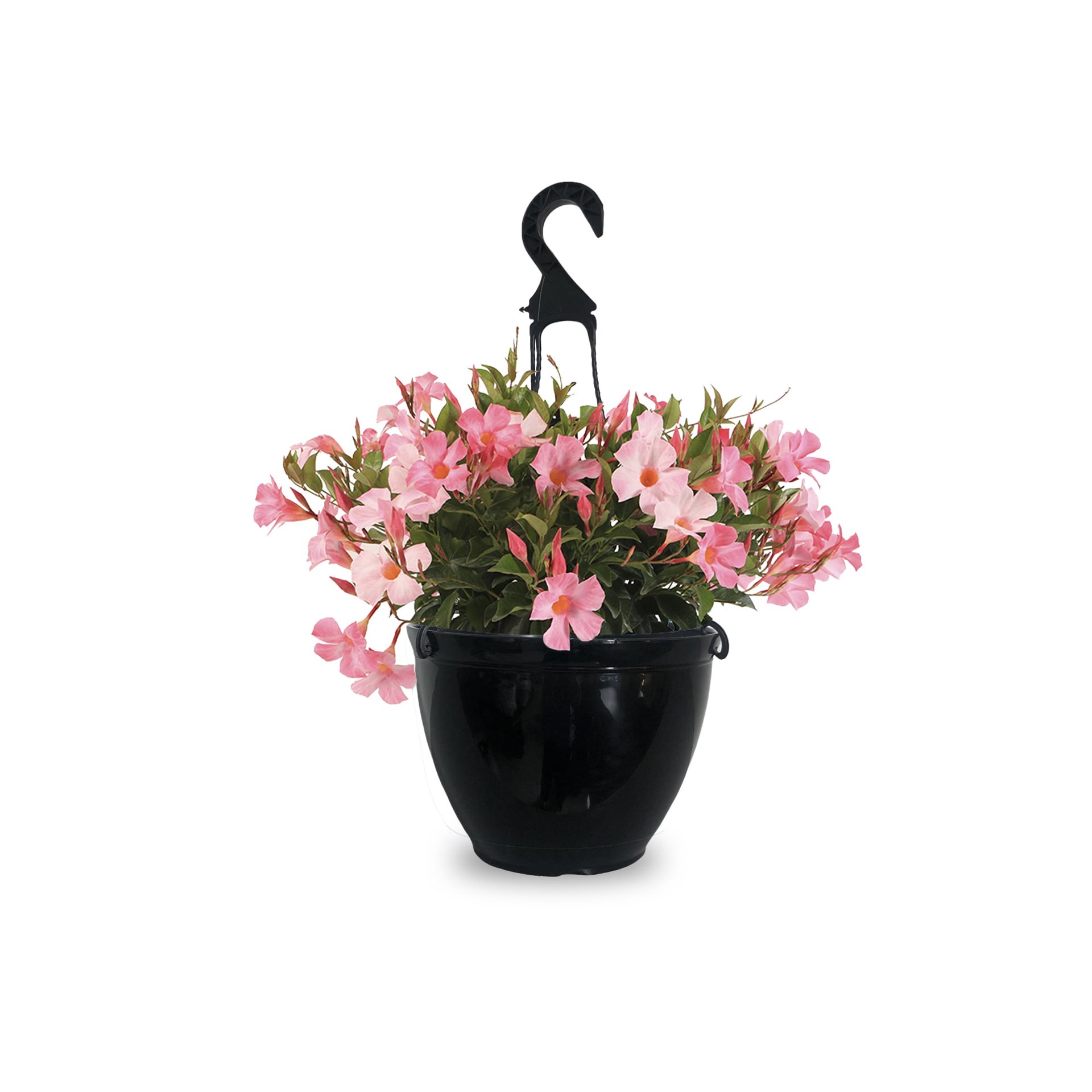 slide 1 of 4, Tropic Escape Mandevilla Flowering Shrub in 1.2 -Gallon Planter 1.0 -Pack with Pink Blooms, 1 ct