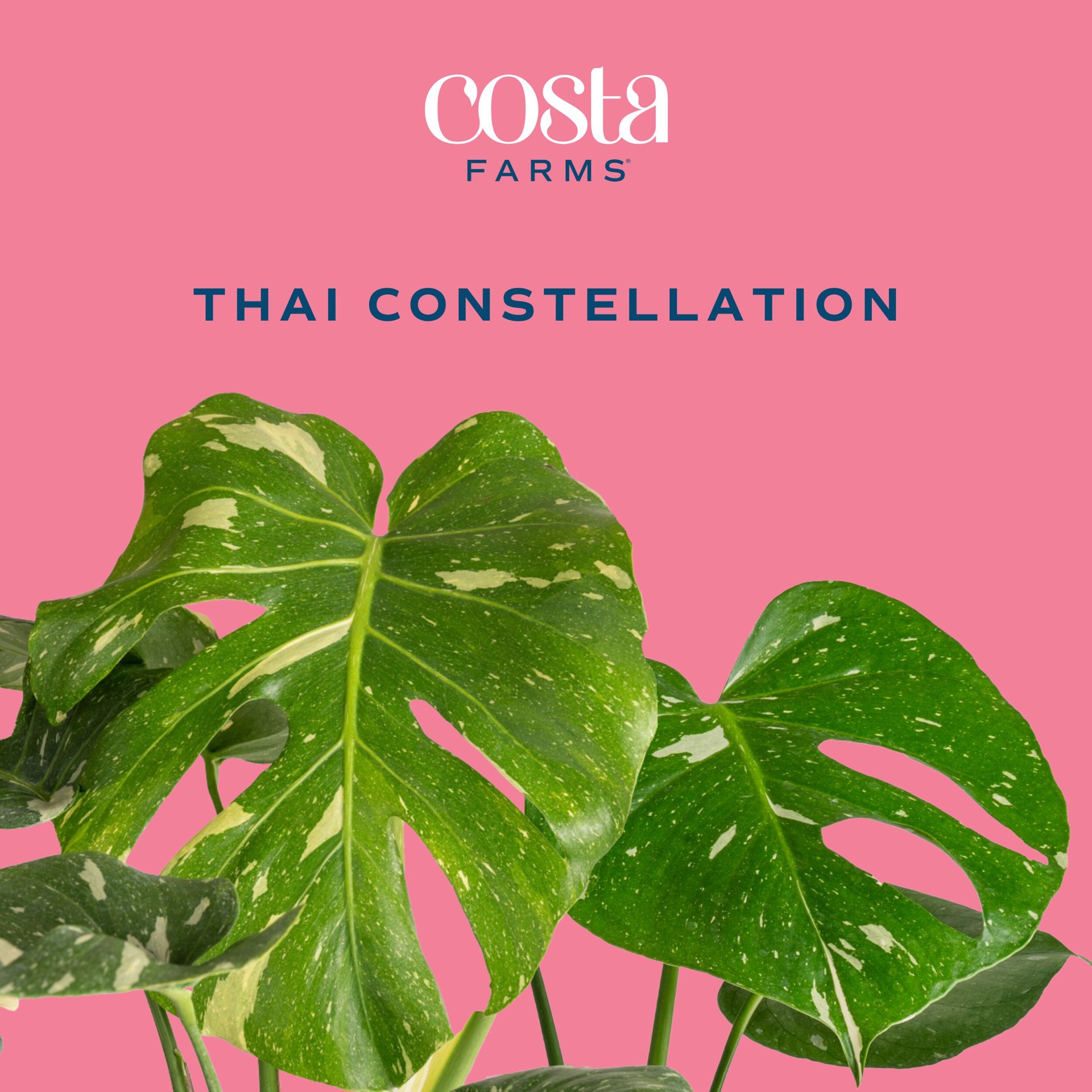 slide 2 of 6, Costa Farms Trending Tropicals Monstera House plant in 1.72 Gallon(s) Self-watering pot 1 -Pack, 1 ct