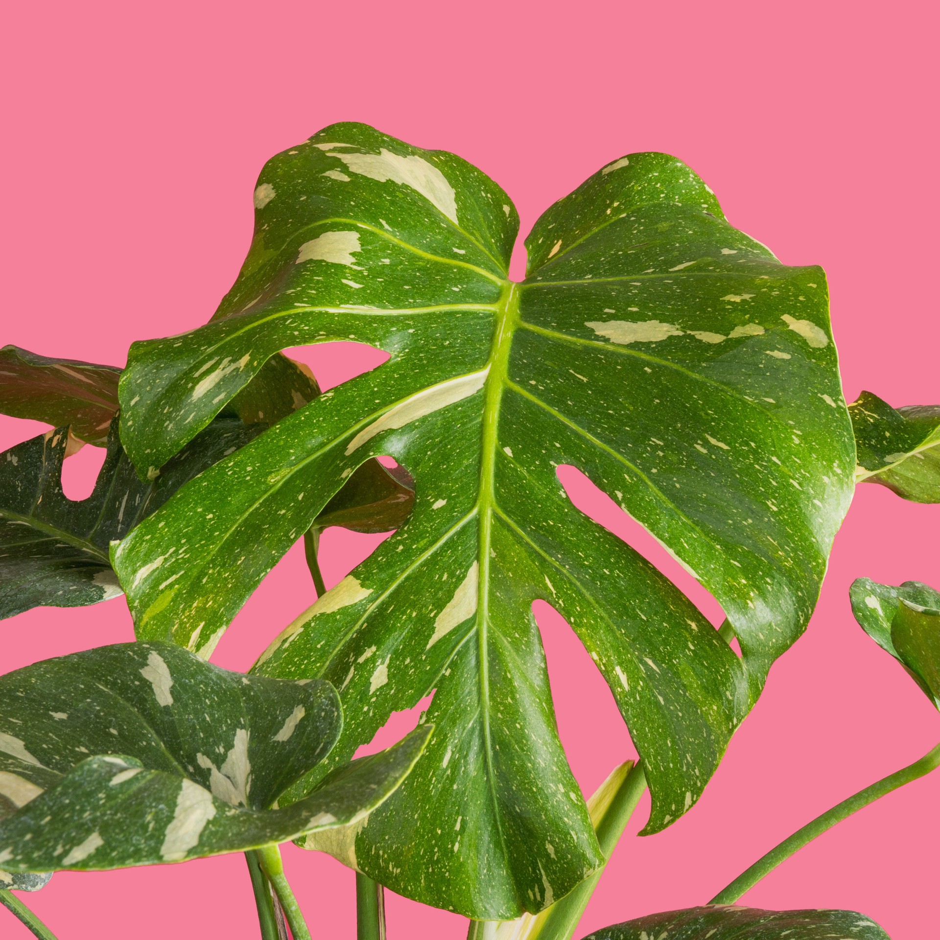 slide 3 of 6, Costa Farms Trending Tropicals Monstera House plant in 1.72 Gallon(s) Self-watering pot 1 -Pack, 1 ct