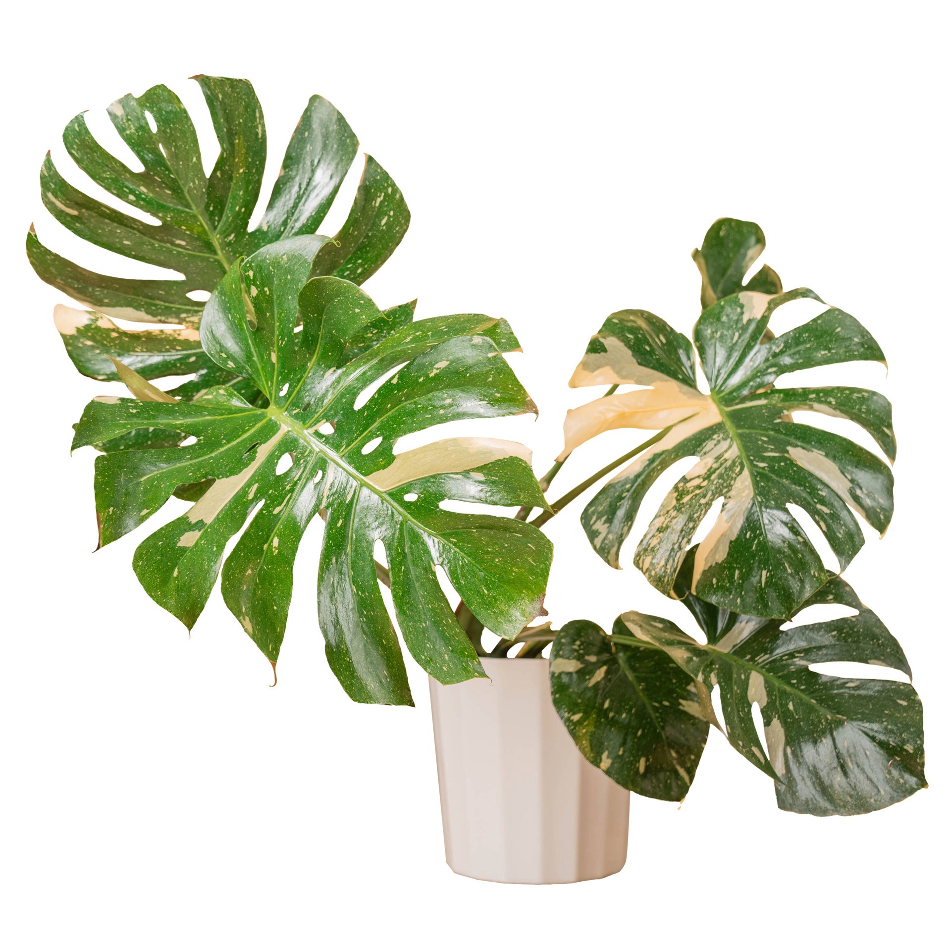 slide 4 of 6, Costa Farms Trending Tropicals Monstera House plant in 1.72 Gallon(s) Self-watering pot 1 -Pack, 1 ct