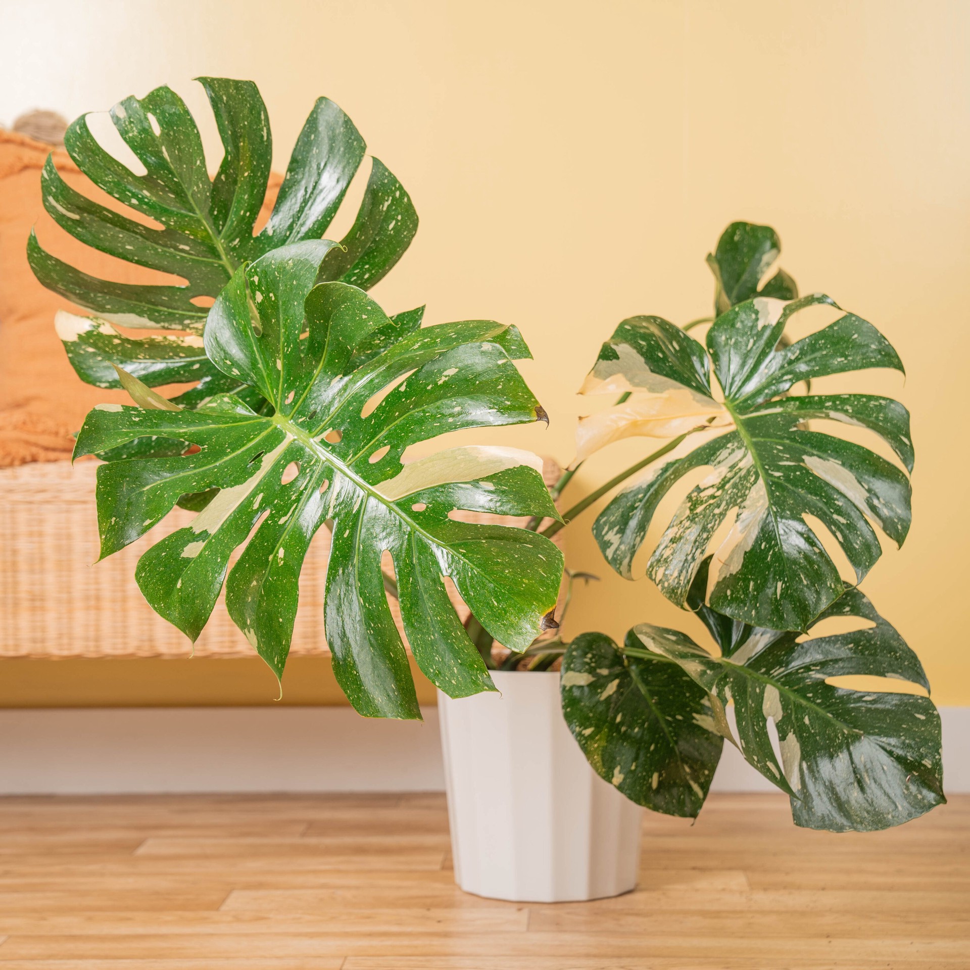slide 5 of 6, Costa Farms Trending Tropicals Monstera House plant in 1.72 Gallon(s) Self-watering pot 1 -Pack, 1 ct