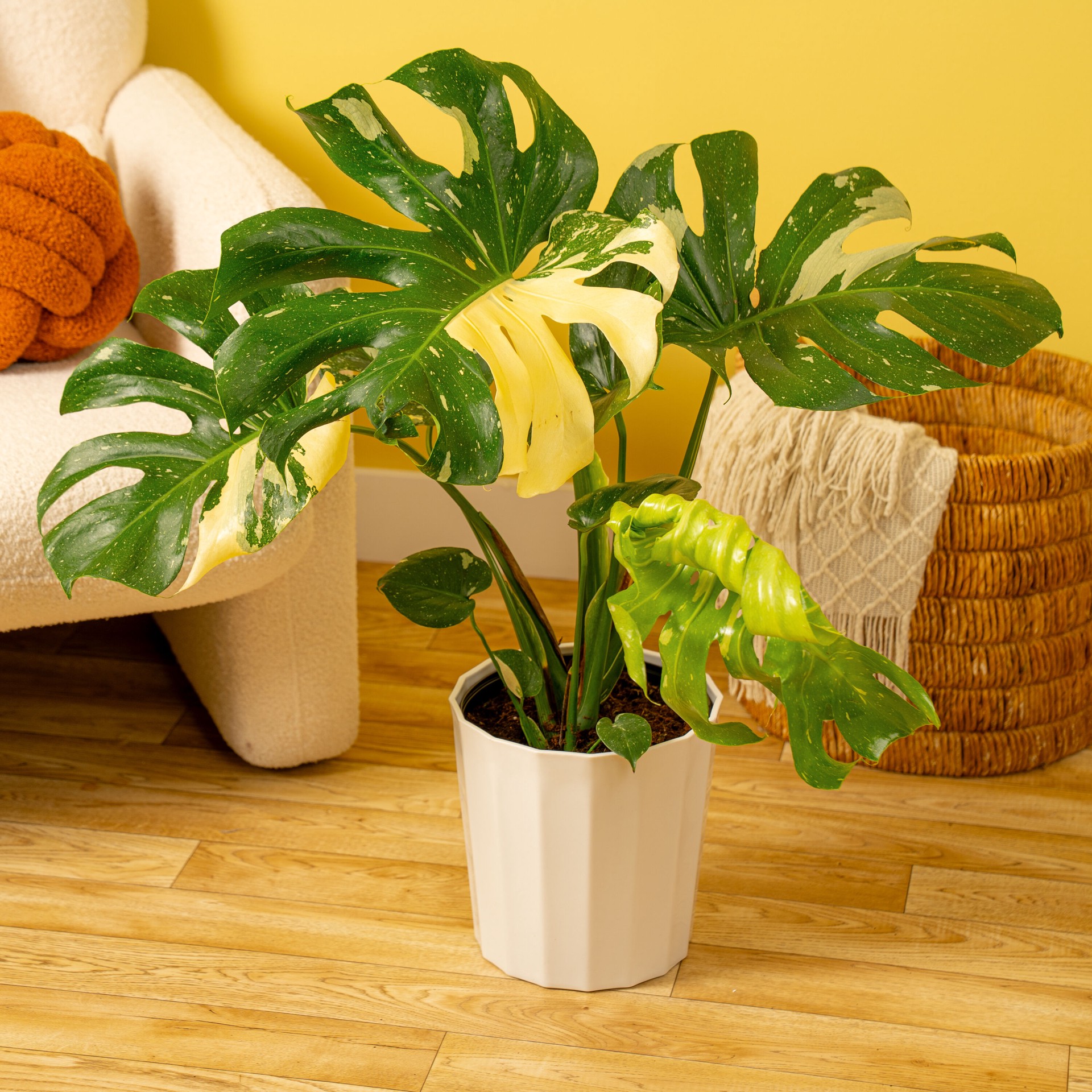 slide 6 of 6, Costa Farms Trending Tropicals Monstera House plant in 1.72 Gallon(s) Self-watering pot 1 -Pack, 1 ct
