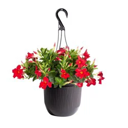 Tropic Escape 1.2 -Gallon Mandevilla Flowering Shrub with Red Blooms 1.0 -Pack