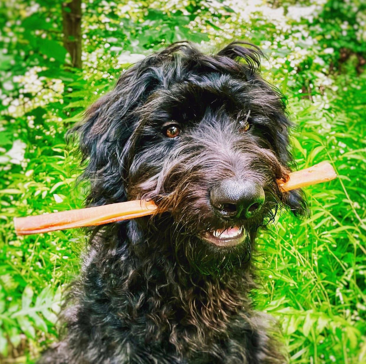 slide 5 of 5, REDBARN No-rawhide chews for Dog Bully Flavor, 1 ct