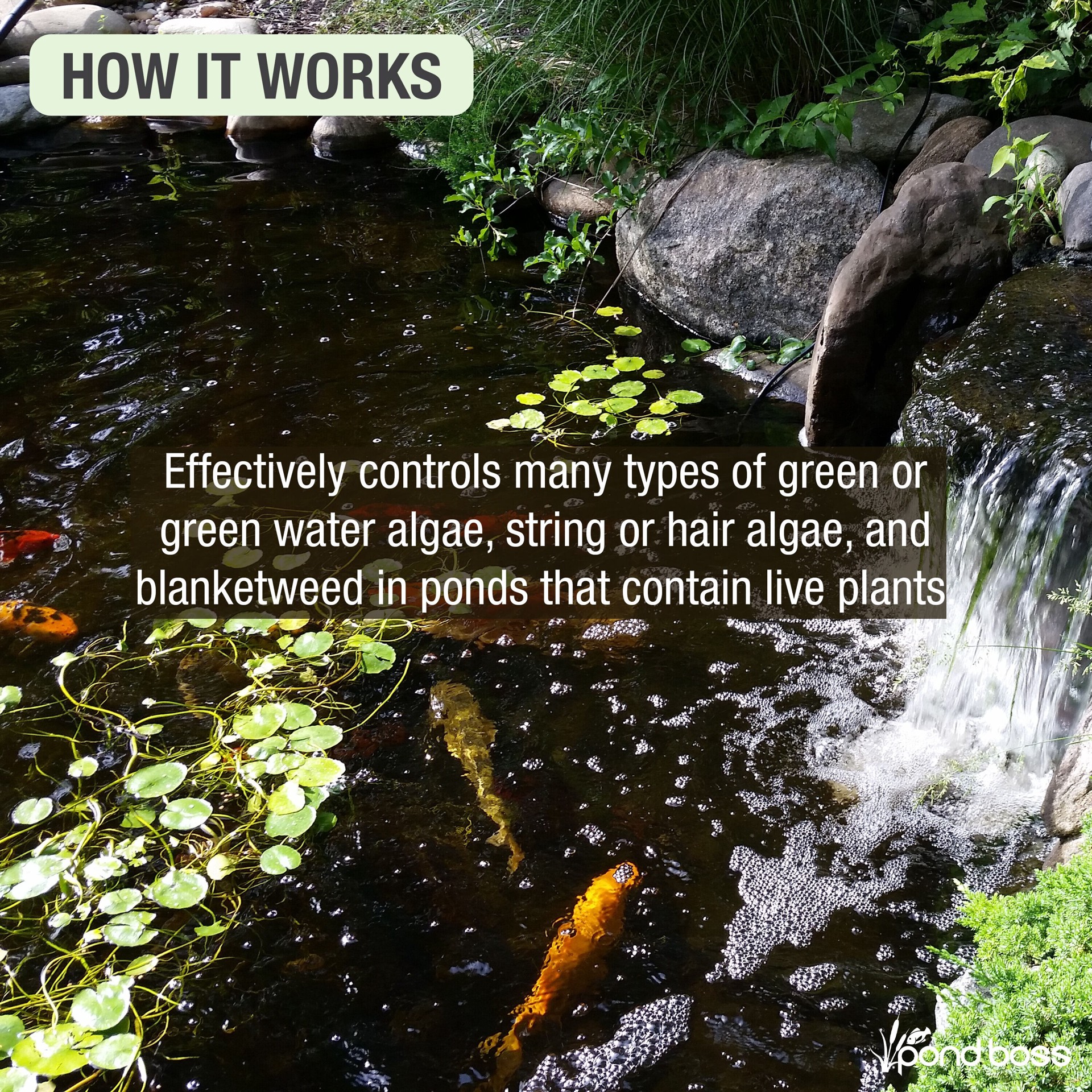 slide 4 of 6, pond boss Algaecide Pond Liquid Algaecide 64 Ounce(s), 1 ct