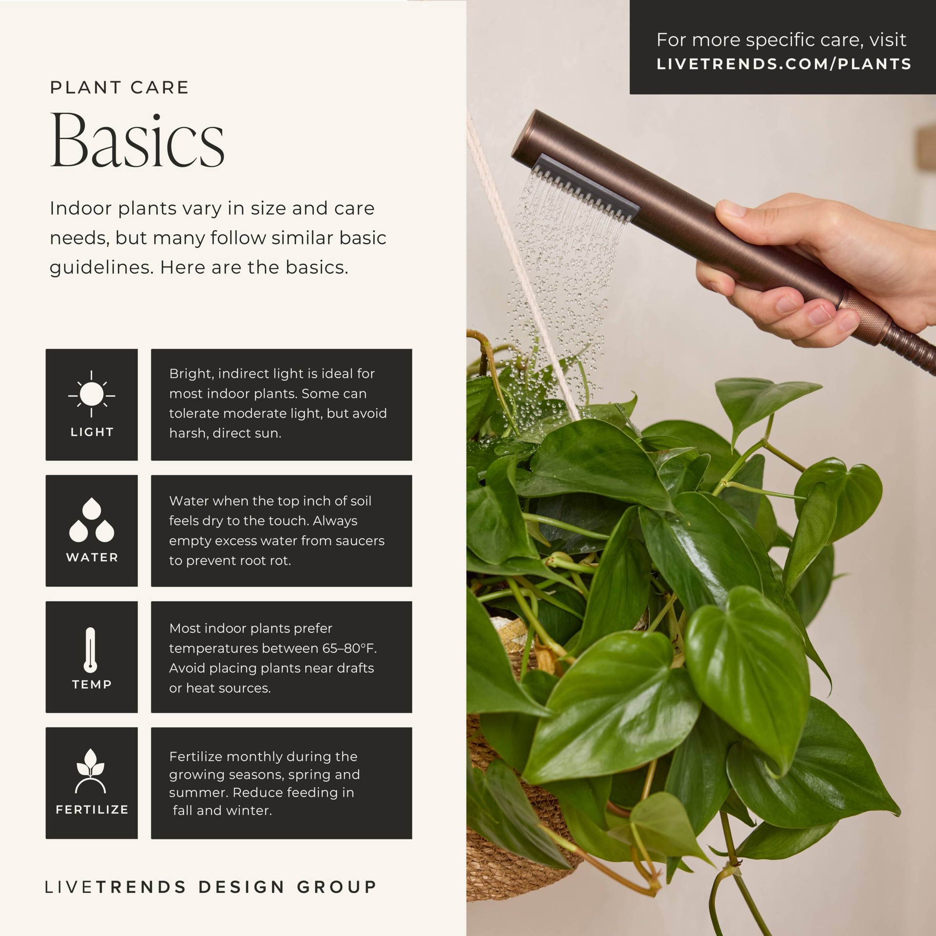 slide 3 of 6, LiveTrends Kosok - Assorted Trailing Foliage House plant in 12.00 Ounce(s) Hanging basket 1 -Pack, 1 ct