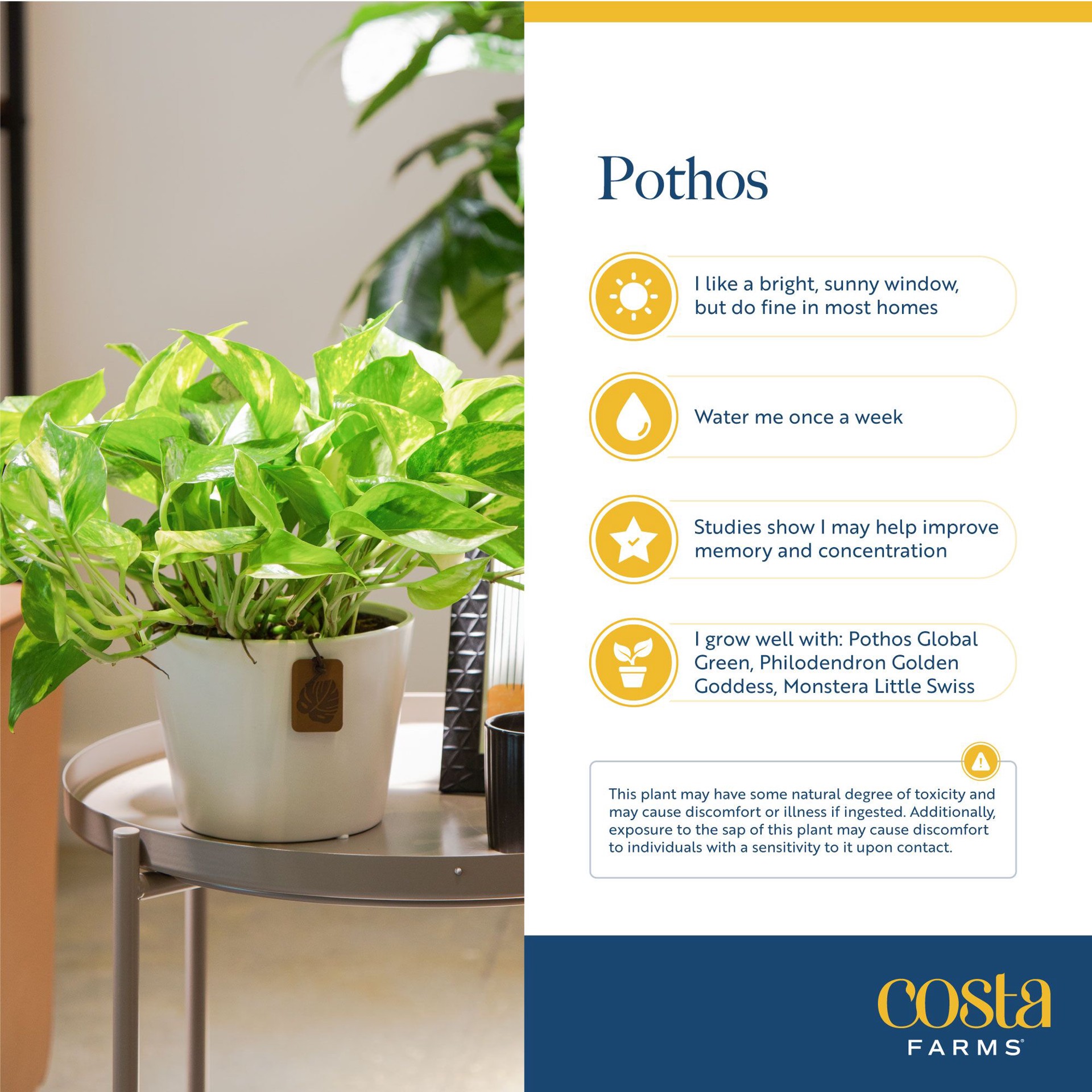 slide 4 of 6, Lowe's Pothos House plant in 1.4 Quart(s) Hanging basket 1 -Pack, 1 ct