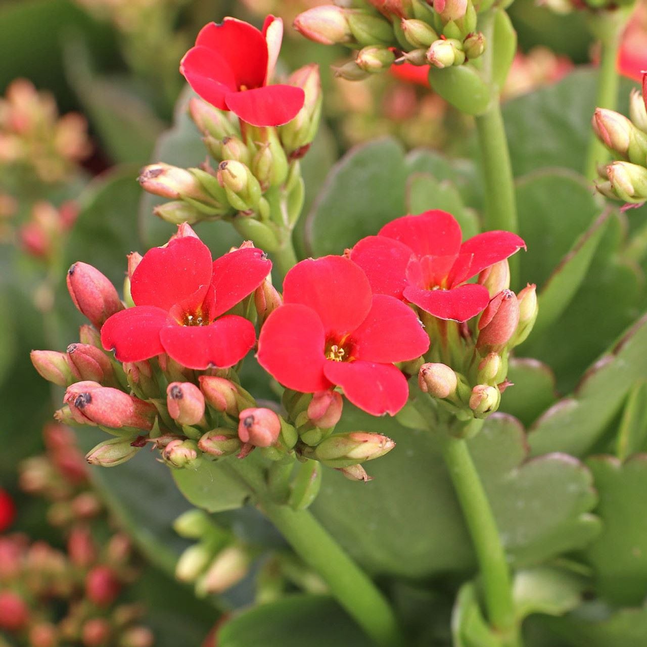 slide 1 of 1, Better-Gro 1.81-PT KALANCHOE, 1 ct
