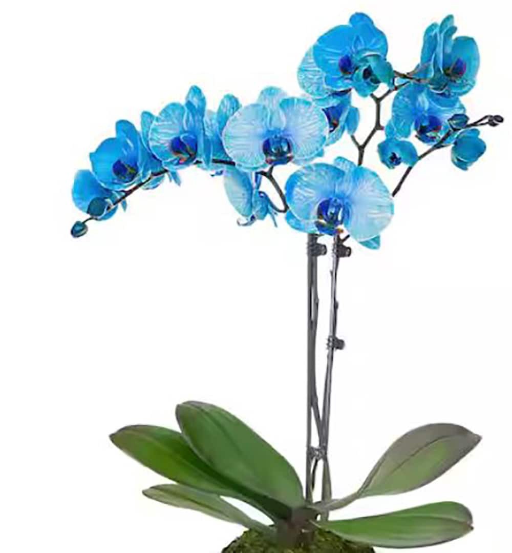 slide 1 of 5, Multicolor Asst. Orchid House plant in 1.68 Pint(s) Pot 1 -Pack, 1 ct