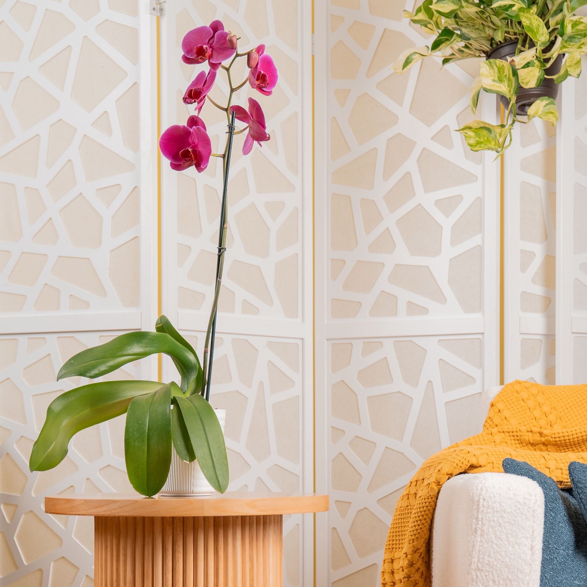 slide 2 of 6, Multicolor Asst. Orchid House plant in 1.68 Pint(s) Pot 1 -Pack, 1 ct