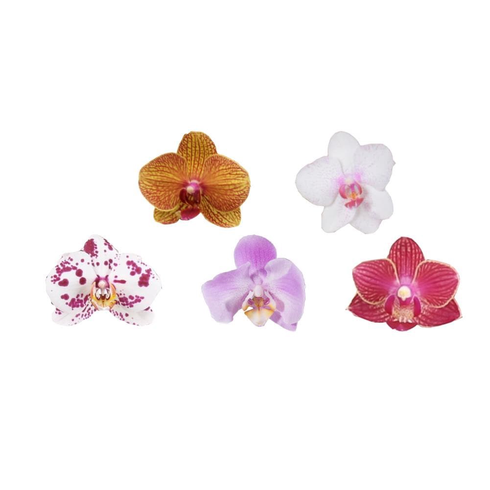 slide 3 of 6, Multicolor Asst. Orchid House plant in 1.68 Pint(s) Pot 1 -Pack, 1 ct