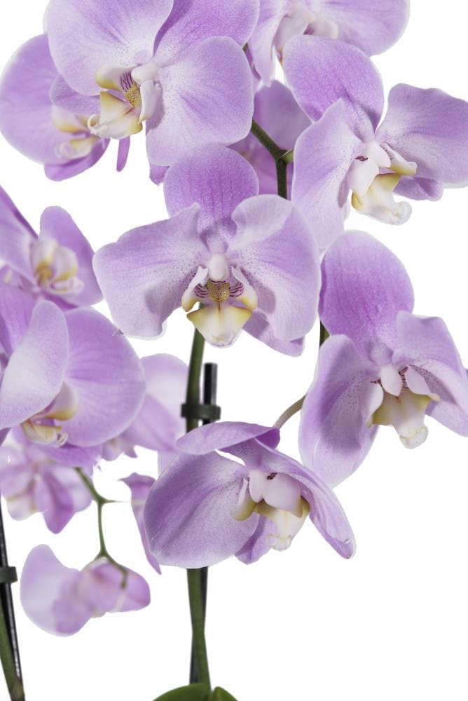 slide 5 of 6, Multicolor Asst. Orchid House plant in 1.68 Pint(s) Pot 1 -Pack, 1 ct