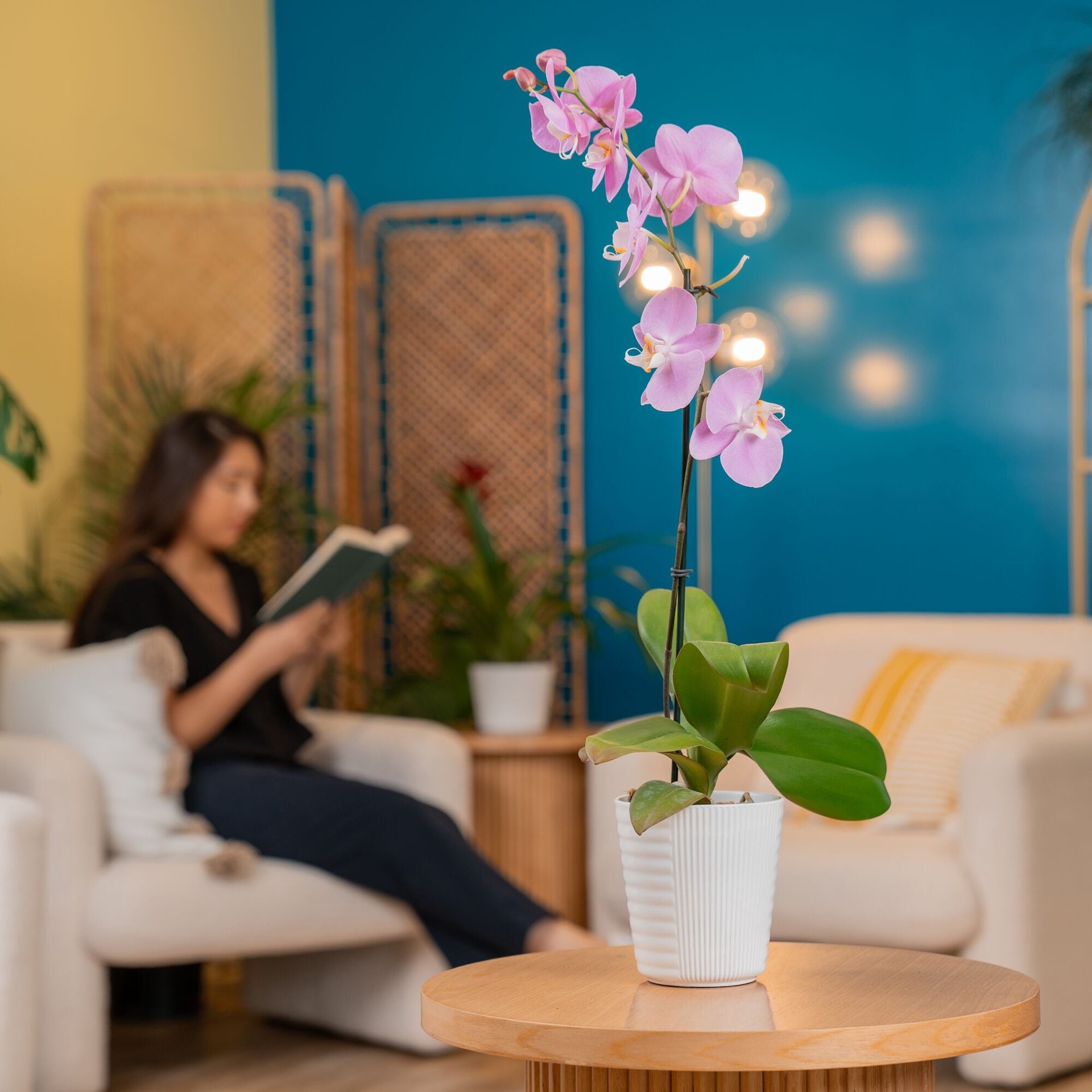 slide 6 of 6, Multicolor Asst. Orchid House plant in 1.68 Pint(s) Pot 1 -Pack, 1 ct