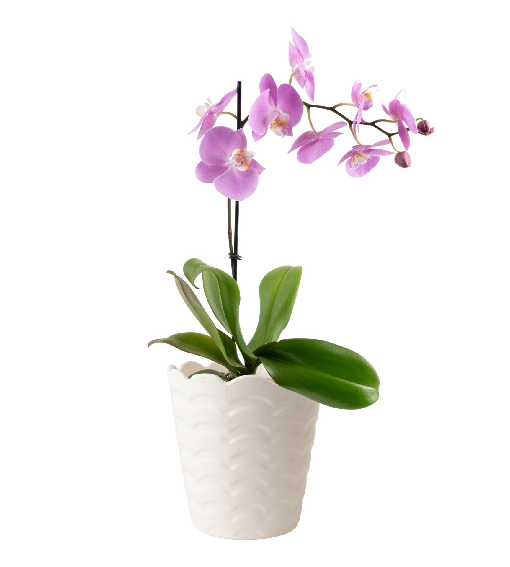 slide 1 of 6, Multicolor Asst. Orchid House plant in 1.68 Pint(s) Pot 1 -Pack, 1 ct
