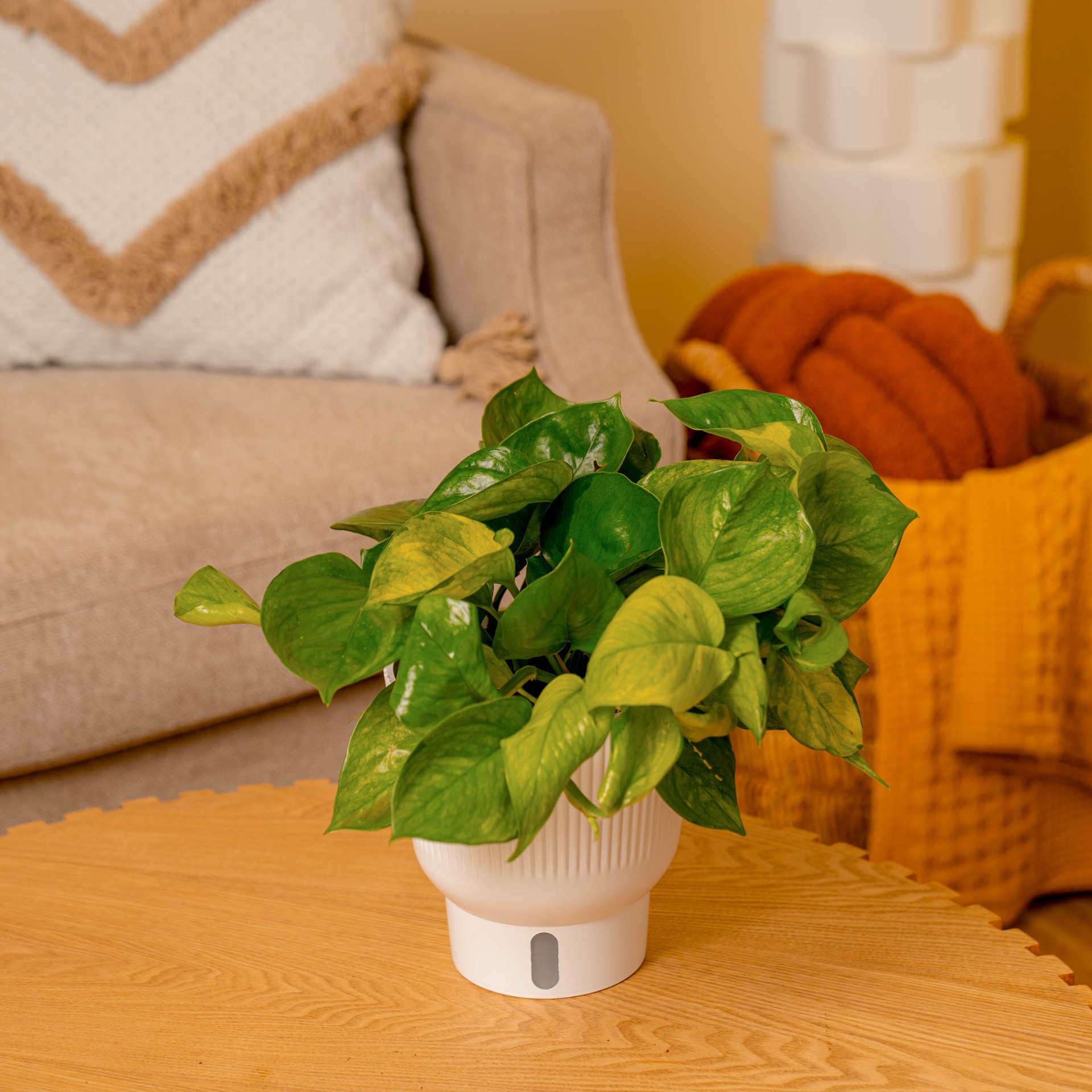 slide 3 of 6, Costa Farms Trending Tropicals Pothos House plant in 1.4 Quart(s) Self-watering pot 1 -Pack, 1 ct