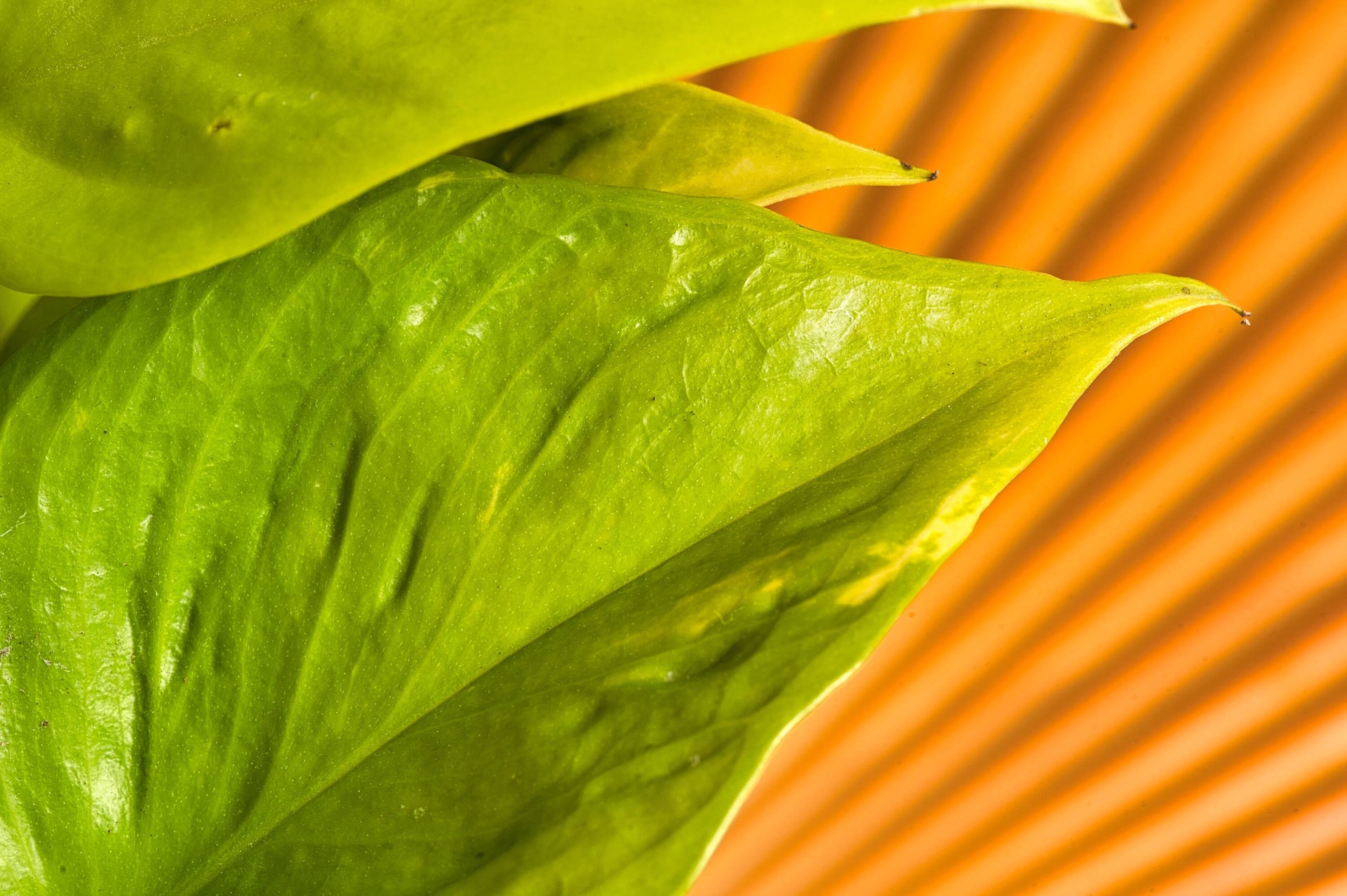 slide 2 of 6, Costa Farms Trending Tropicals Pothos House plant in 1.4 Quart(s) Self-watering pot 1 -Pack, 1 ct