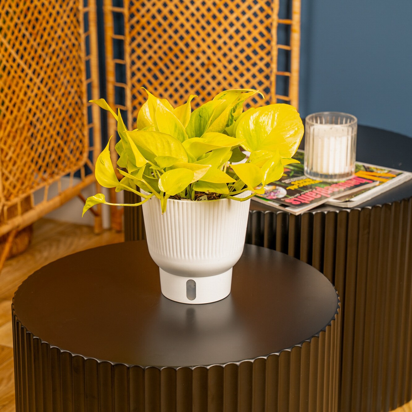 slide 5 of 6, Costa Farms Trending Tropicals Pothos House plant in 1.4 Quart(s) Self-watering pot 1 -Pack, 1 ct