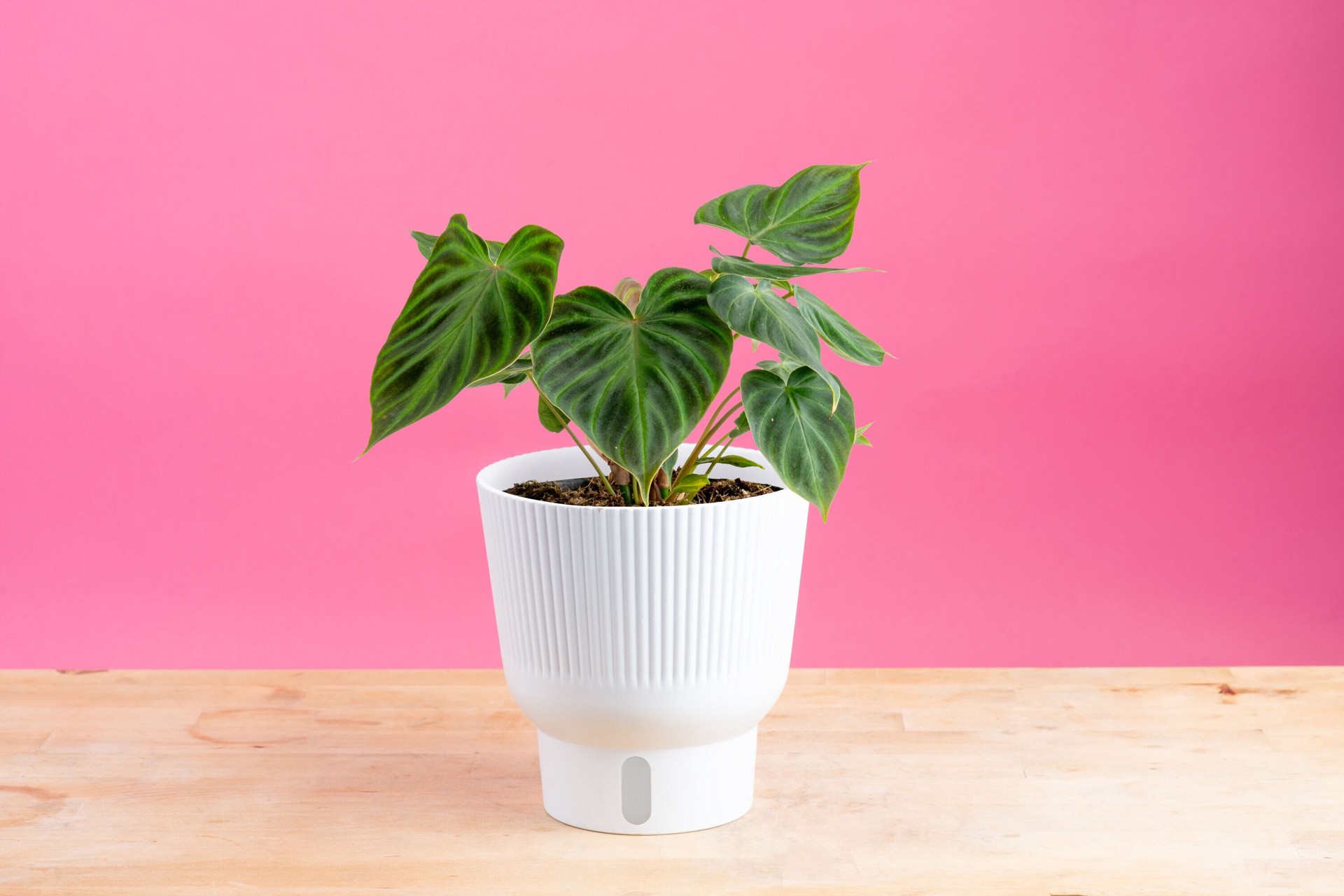 slide 2 of 6, Costa Farms Trending Tropicals Philodendron House plant in 1.4 Quart(s) Self-watering pot 1 -Pack, 1 ct