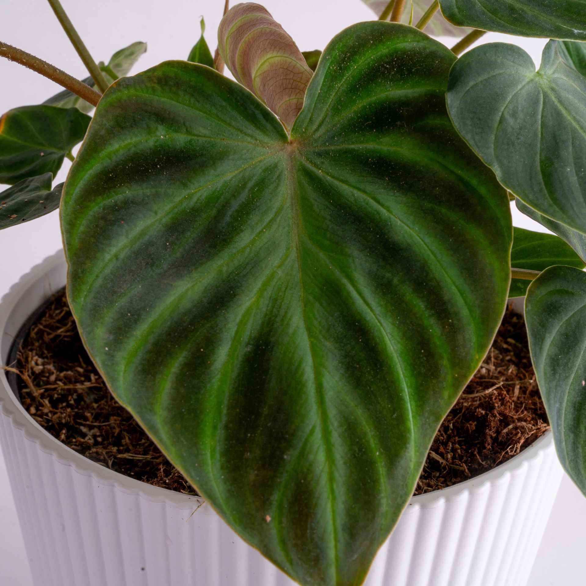 slide 5 of 6, Costa Farms Trending Tropicals Philodendron House plant in 1.4 Quart(s) Self-watering pot 1 -Pack, 1 ct