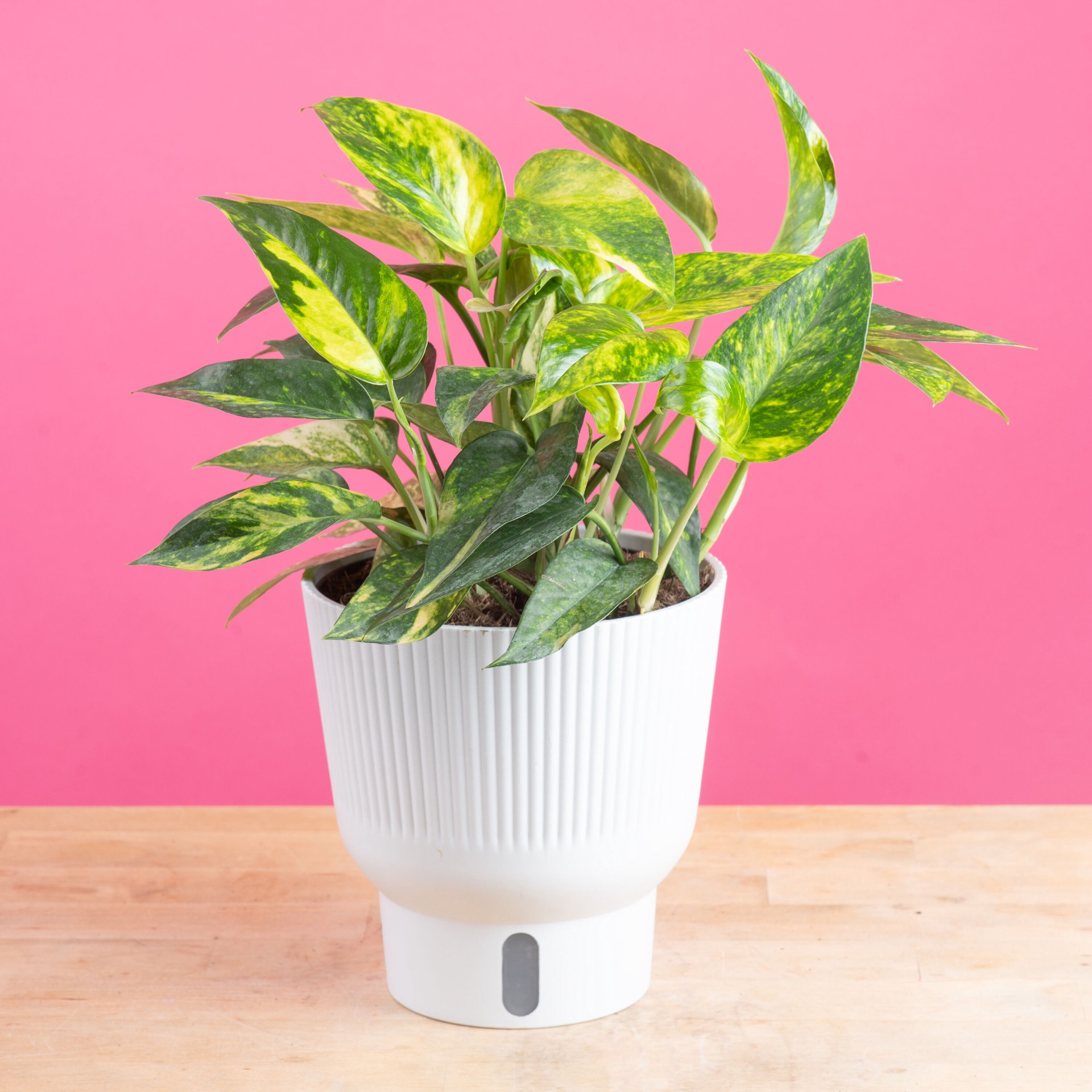 slide 2 of 6, Costa Farms Trending Tropicals Pothos House plant in 1.4 Quart(s) Self-watering pot 1 -Pack, 1 ct