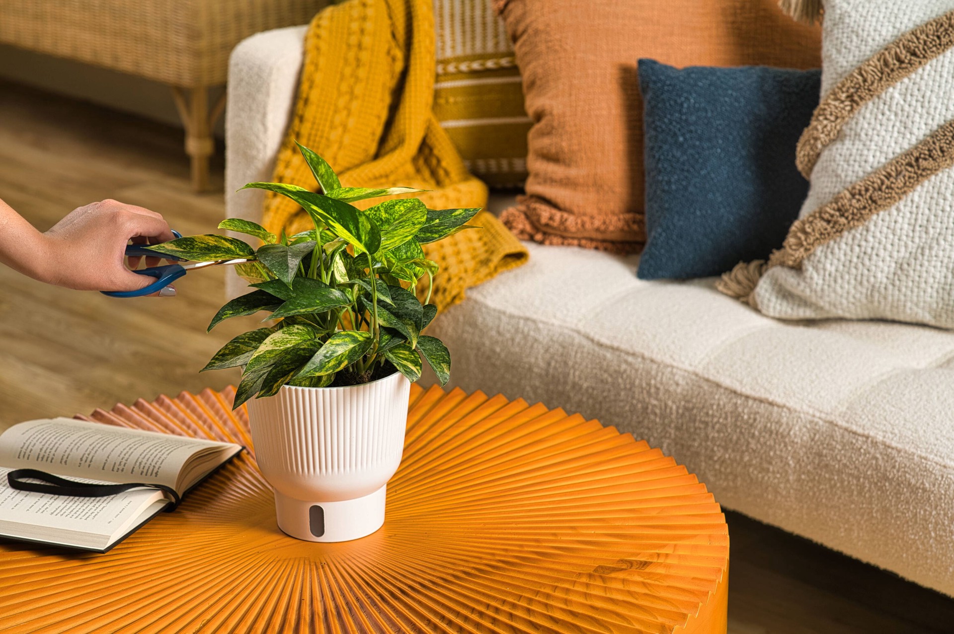 slide 4 of 6, Costa Farms Trending Tropicals Pothos House plant in 1.4 Quart(s) Self-watering pot 1 -Pack, 1 ct