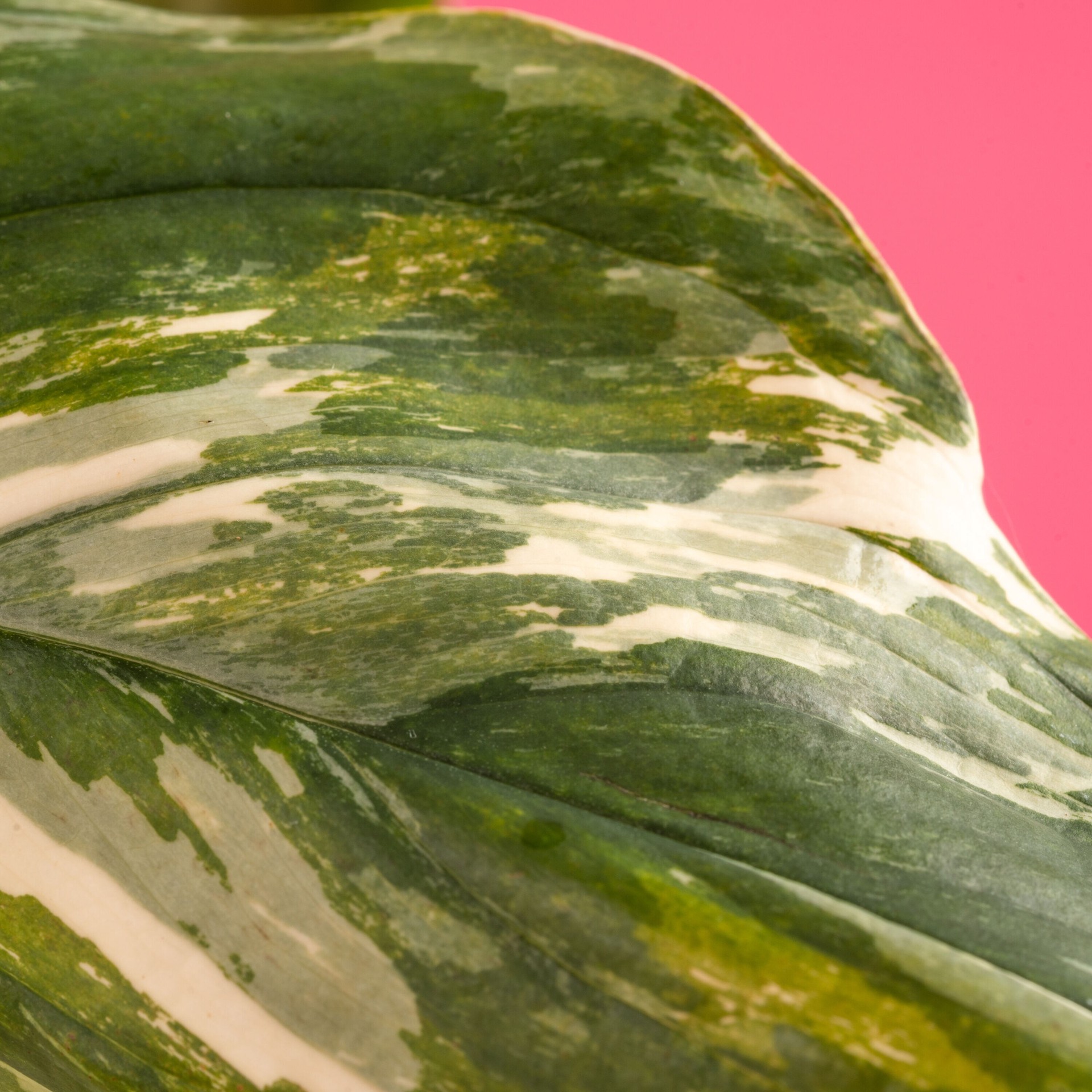 slide 4 of 6, Costa Farms Trending Tropicals Monstera House plant in 1.4 Quart(s) Self-watering pot 1 -Pack, 1 ct