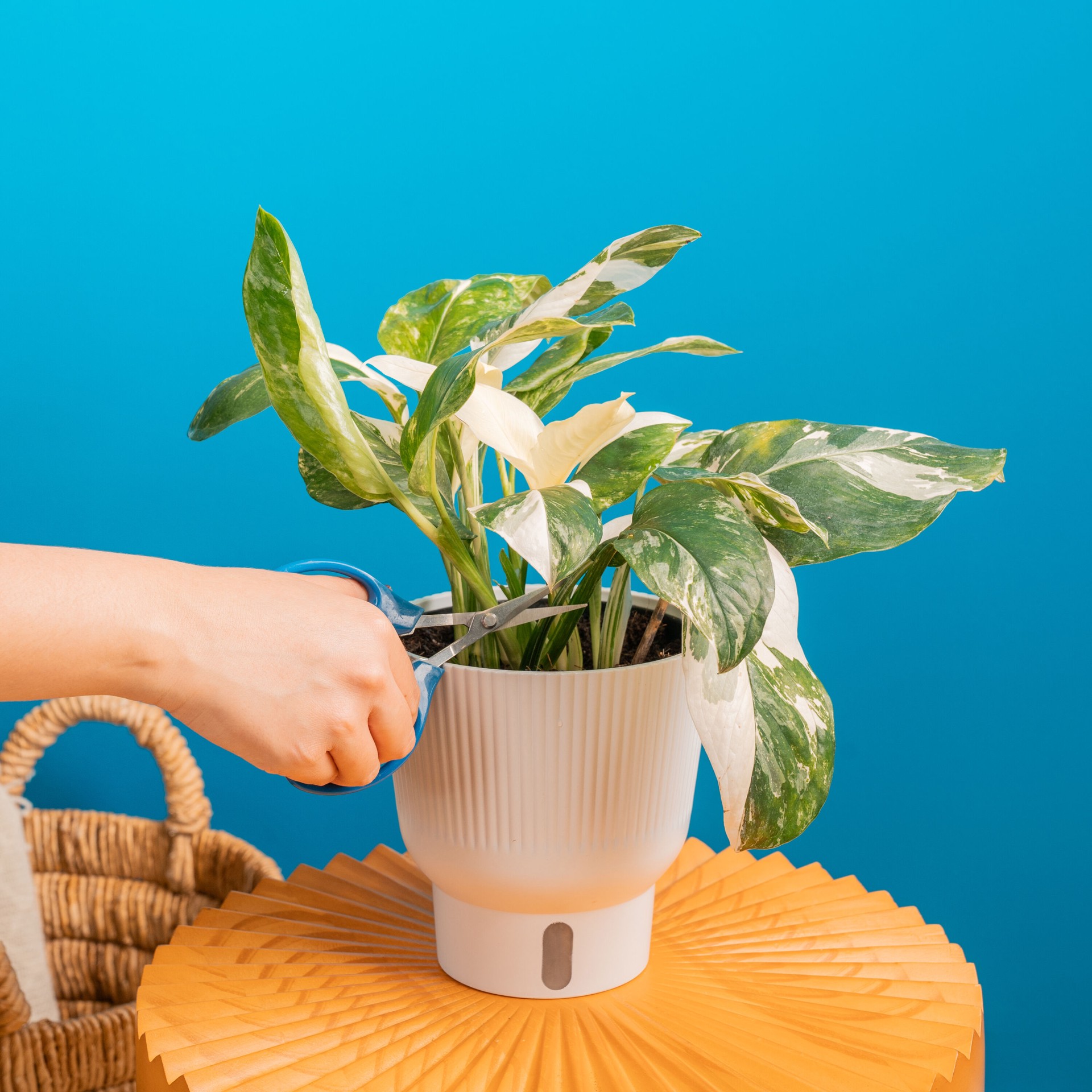 slide 5 of 6, Costa Farms Trending Tropicals Monstera House plant in 1.4 Quart(s) Self-watering pot 1 -Pack, 1 ct