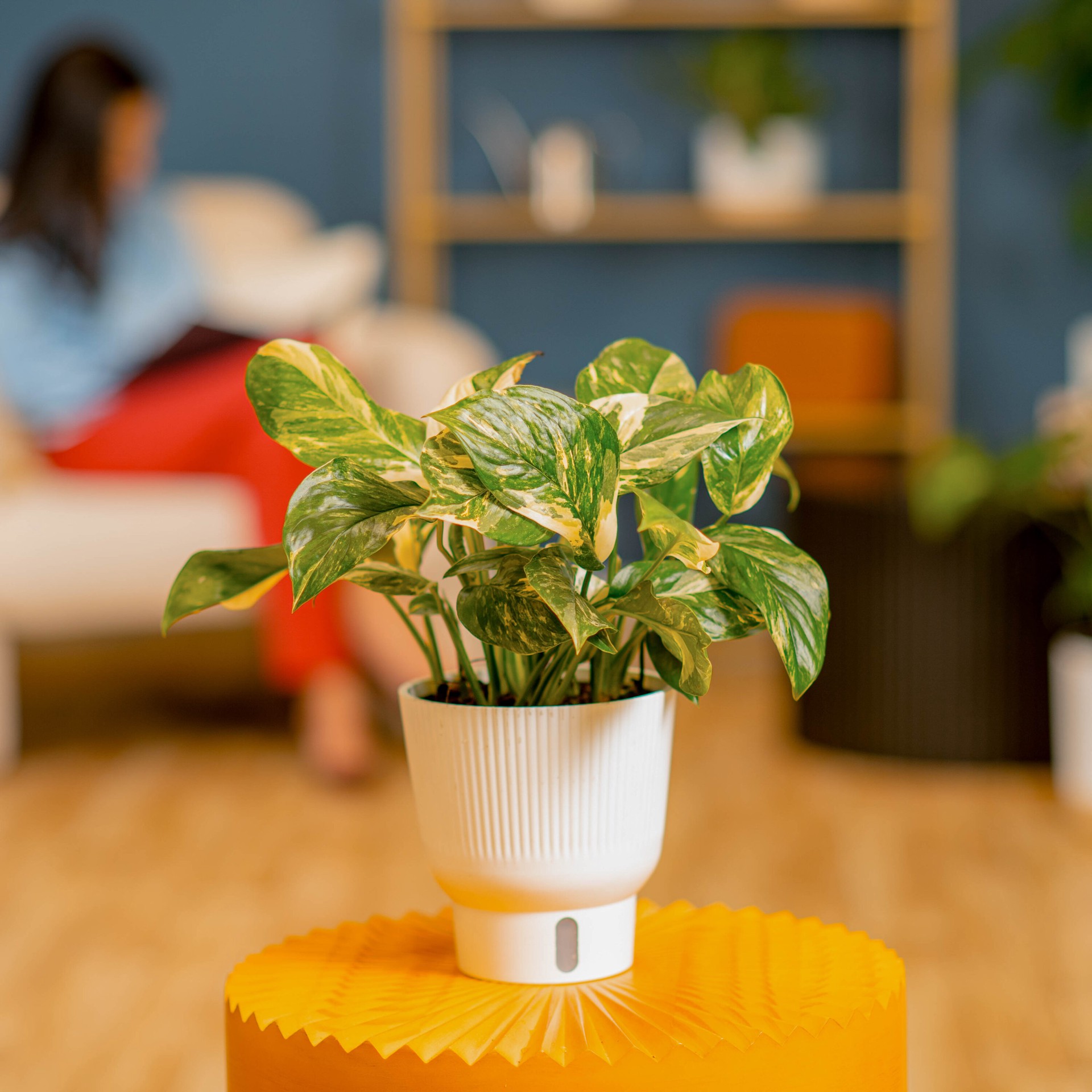 slide 6 of 6, Costa Farms Trending Tropicals Monstera House plant in 1.4 Quart(s) Self-watering pot 1 -Pack, 1 ct