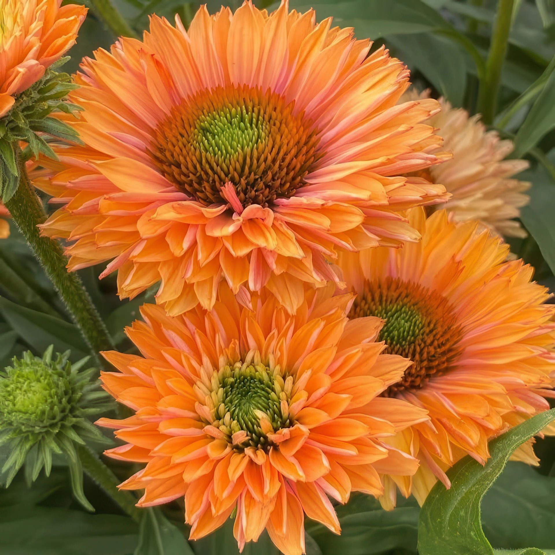 slide 2 of 4, Lowe's Orange Pumpkin Pie Sunseeker Coneflower Plant in 2 -Quart Pot 1 -Pack, 1 ct