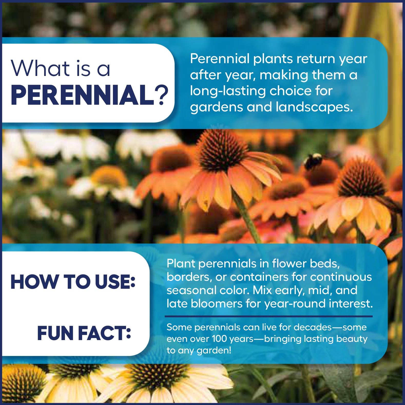 slide 3 of 4, Lowe's Orange Pumpkin Pie Sunseeker Coneflower Plant in 2 -Quart Pot 1 -Pack, 1 ct