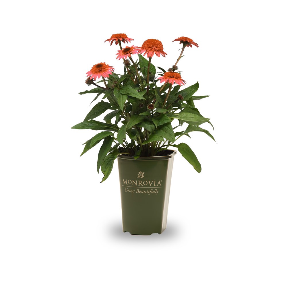 slide 1 of 4, Lowe's Orange Pumpkin Pie Sunseeker Coneflower Plant in 2 -Quart Pot 1 -Pack, 1 ct