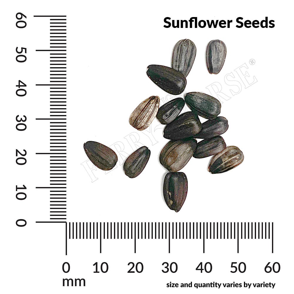 slide 4 of 6, Ferry-Morse Sunflower Seeds 5.3 Gram(s), 1 ct