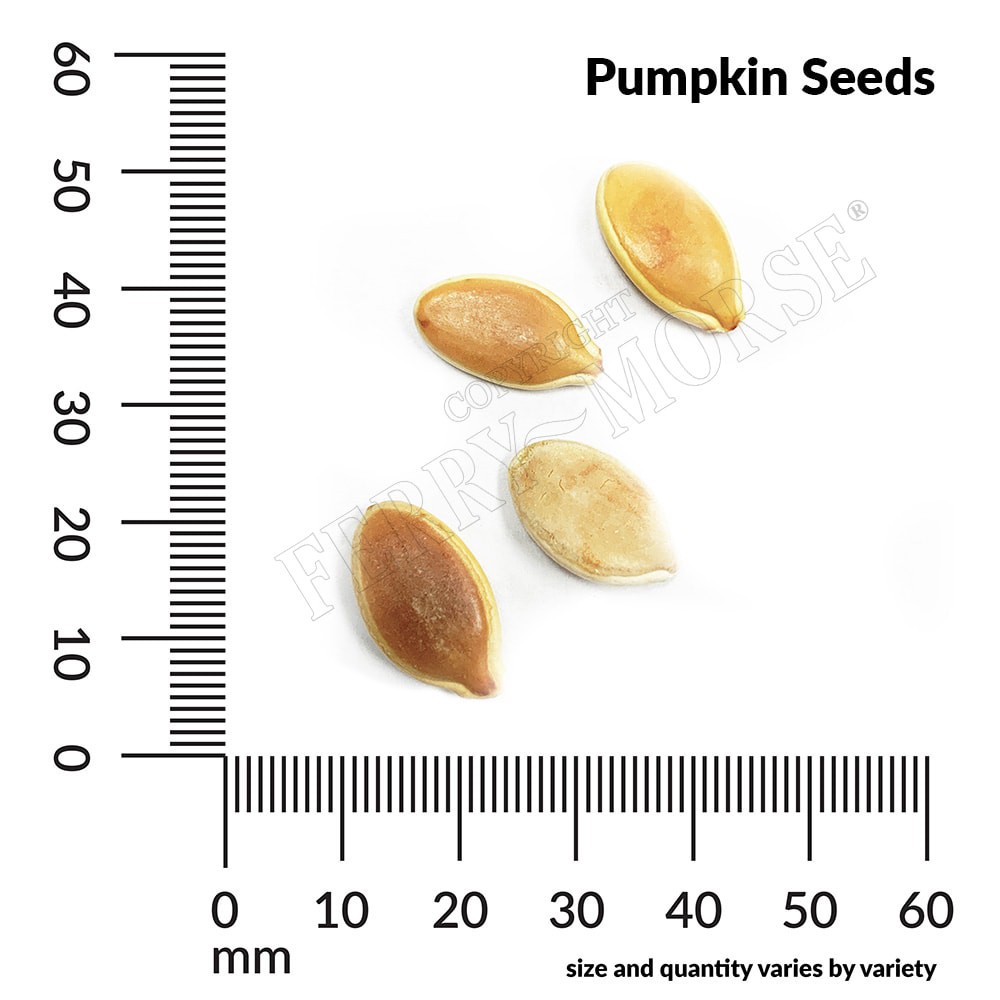 slide 3 of 6, Ferry-Morse Pumpkin Seeds 3.5 Gram(s), 1 ct