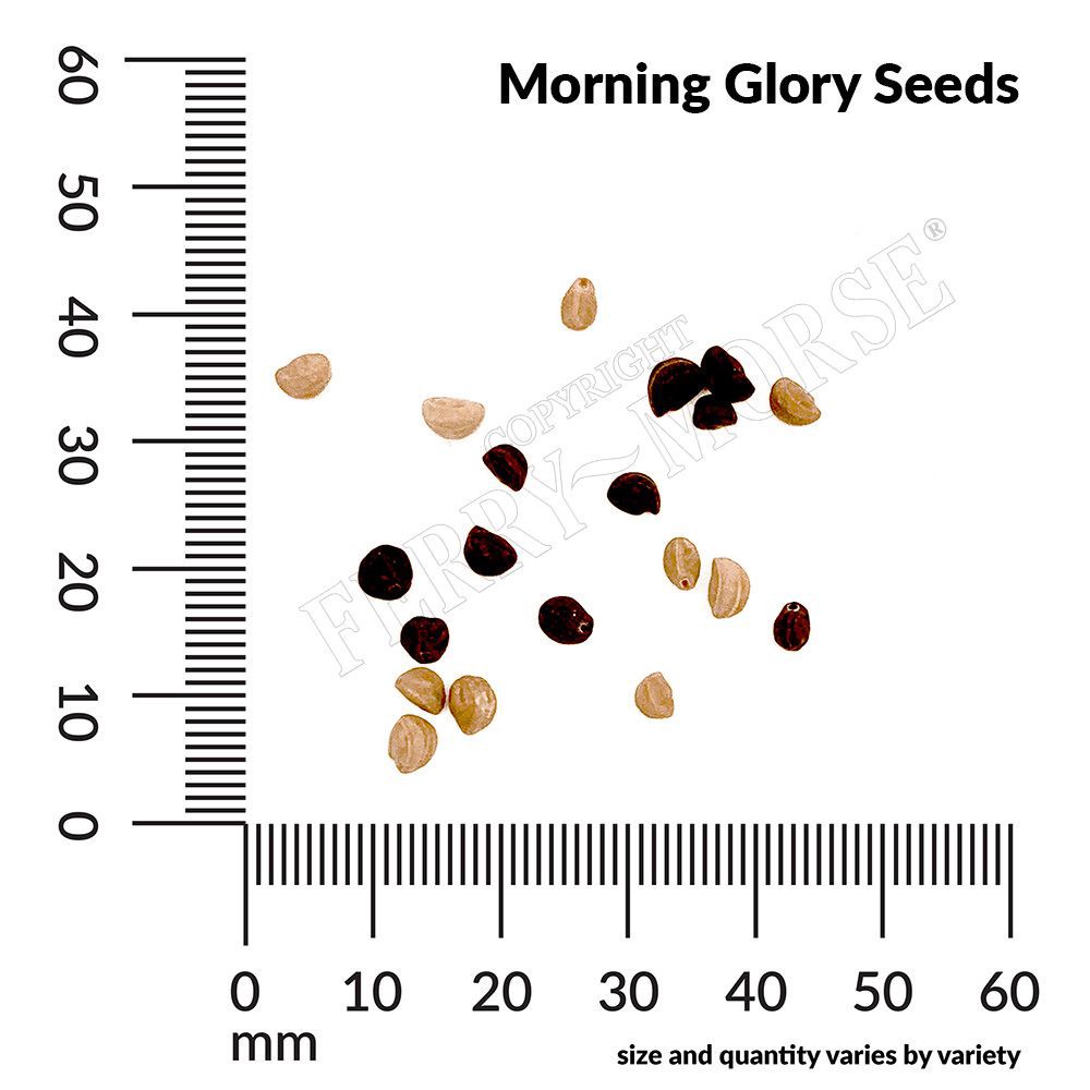 slide 4 of 6, Ferry-Morse Morning Glory Seeds 2.6 Gram(s), 1 ct