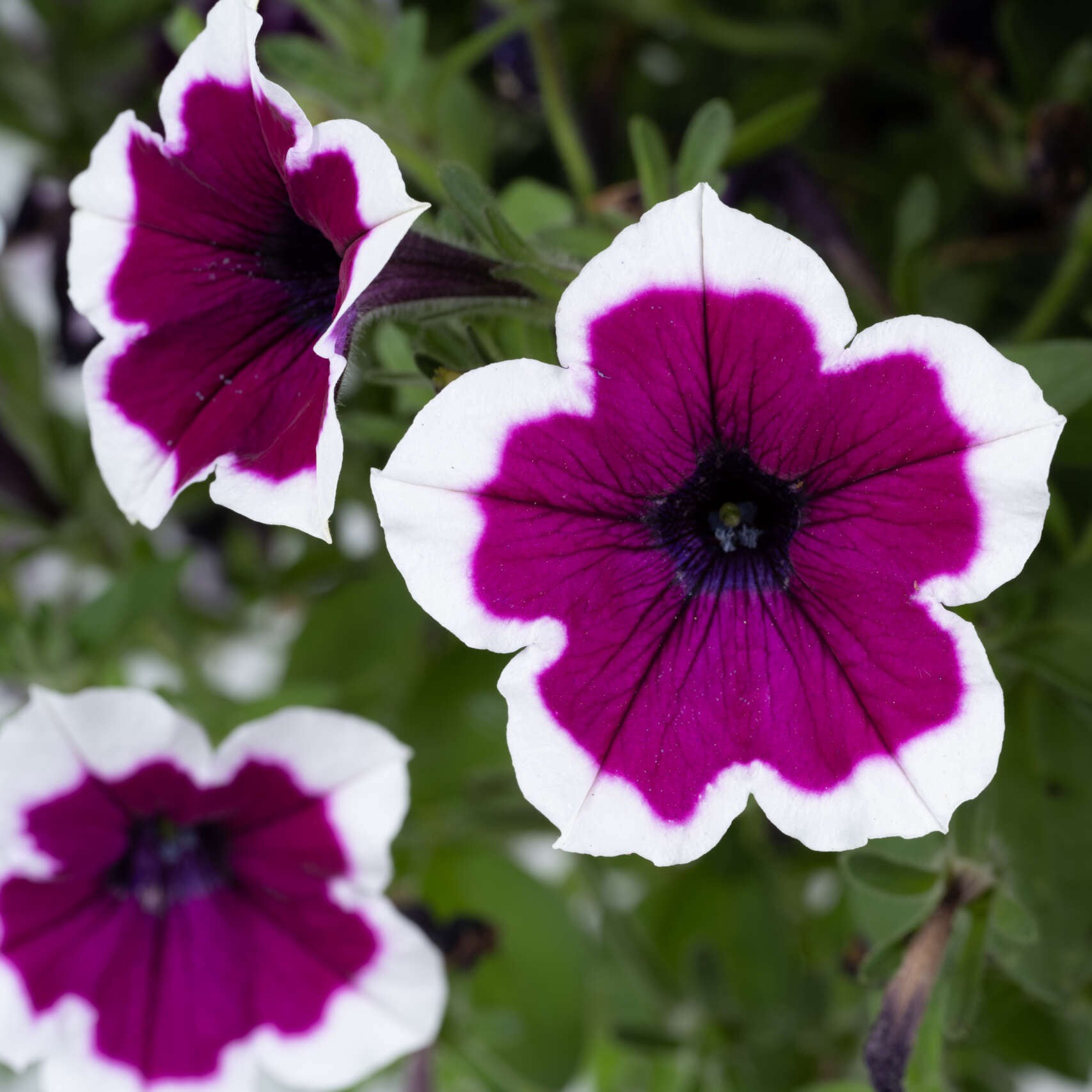 slide 2 of 4, Monrovia Multicolor Petunia in 2 Quart(s) Pot 1 -Pack, 1 ct