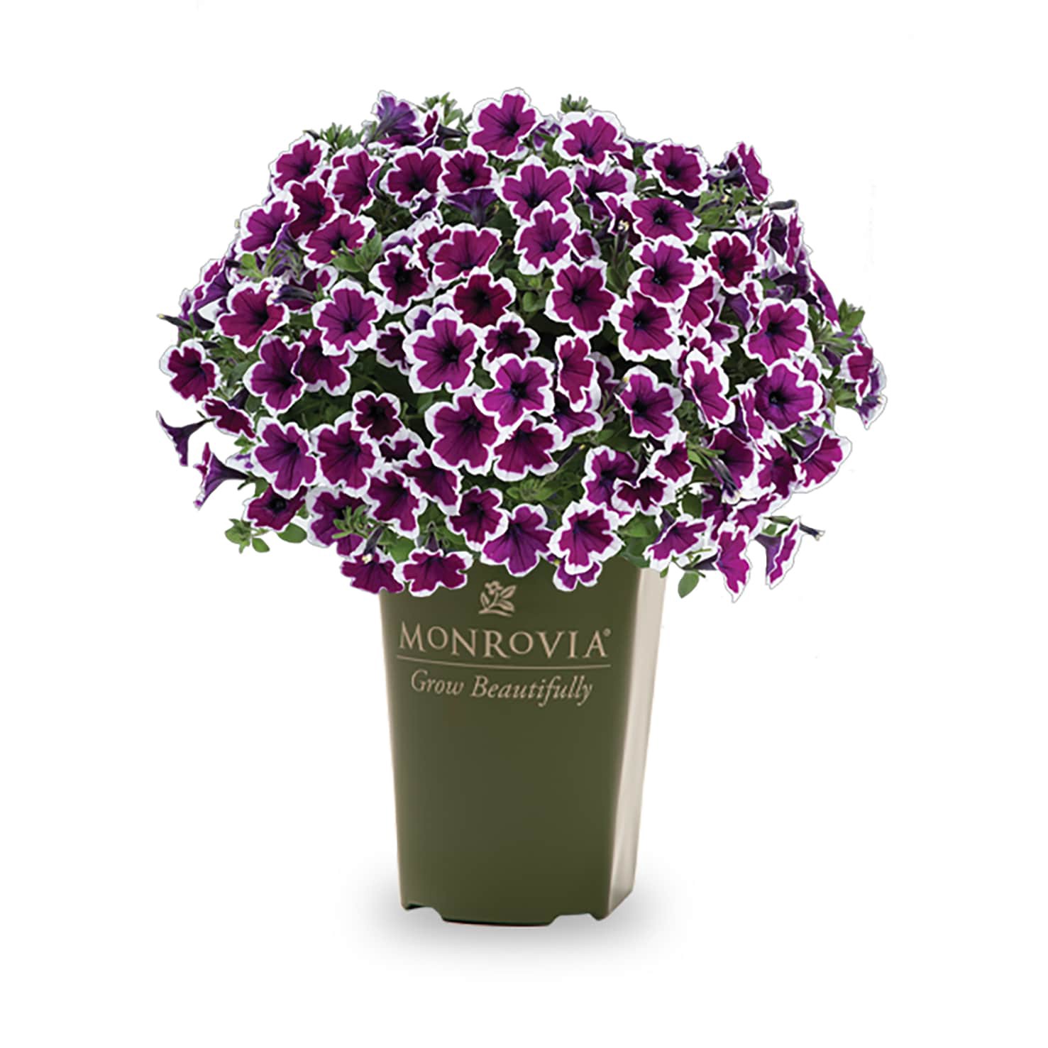 slide 1 of 4, Monrovia Multicolor Petunia in 2 Quart(s) Pot 1 -Pack, 1 ct