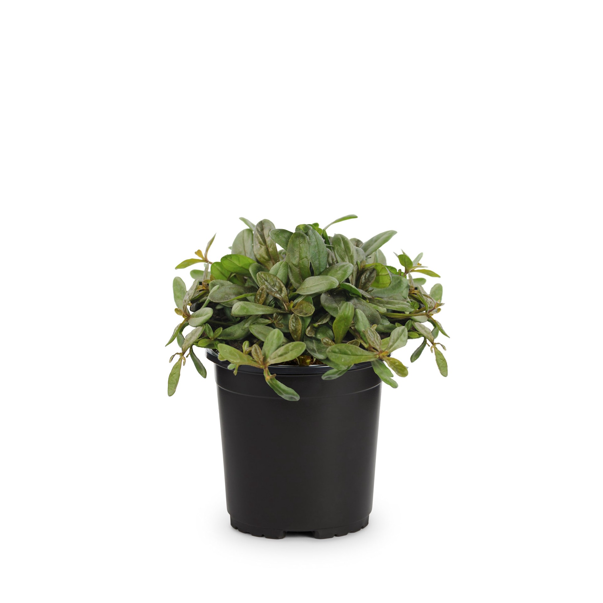 slide 1 of 4, Lowe's Purple Ajuga Plant in 1 -Pint Pot 1 -Pack, 1 ct