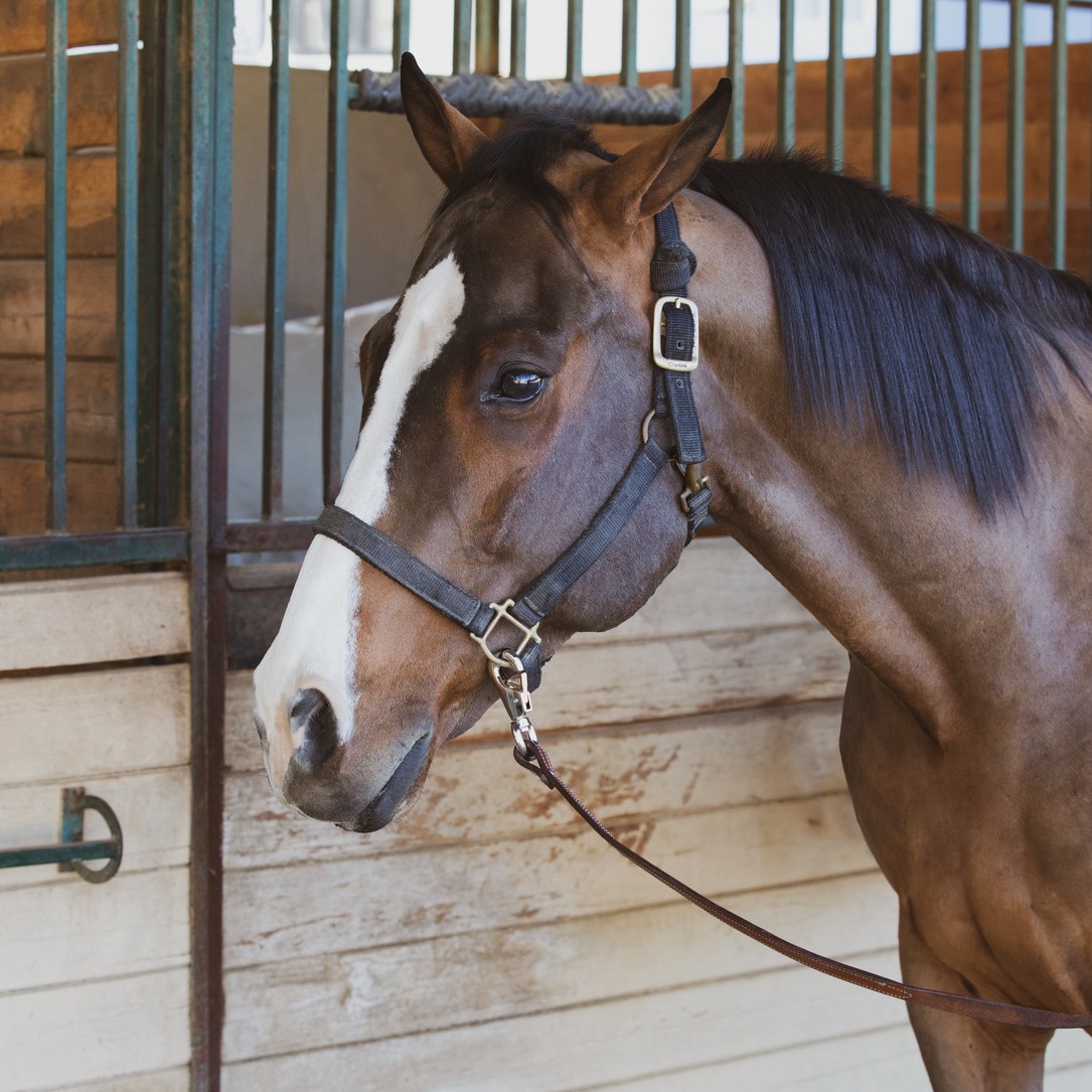 slide 4 of 6, RELIABILT N100-310- 7/8-in x 3-7/8-in Cattle Snap in Nickel, 1 ct